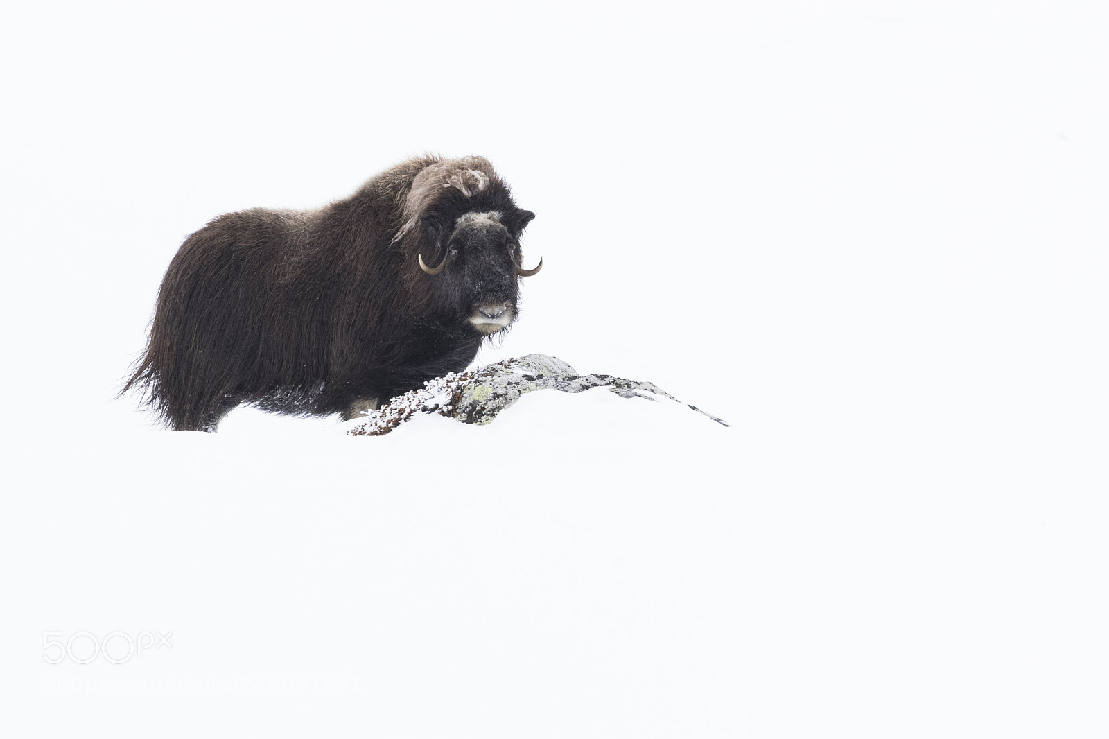 Canon EOS-1D X Mark II sample photo. Musk ox photography