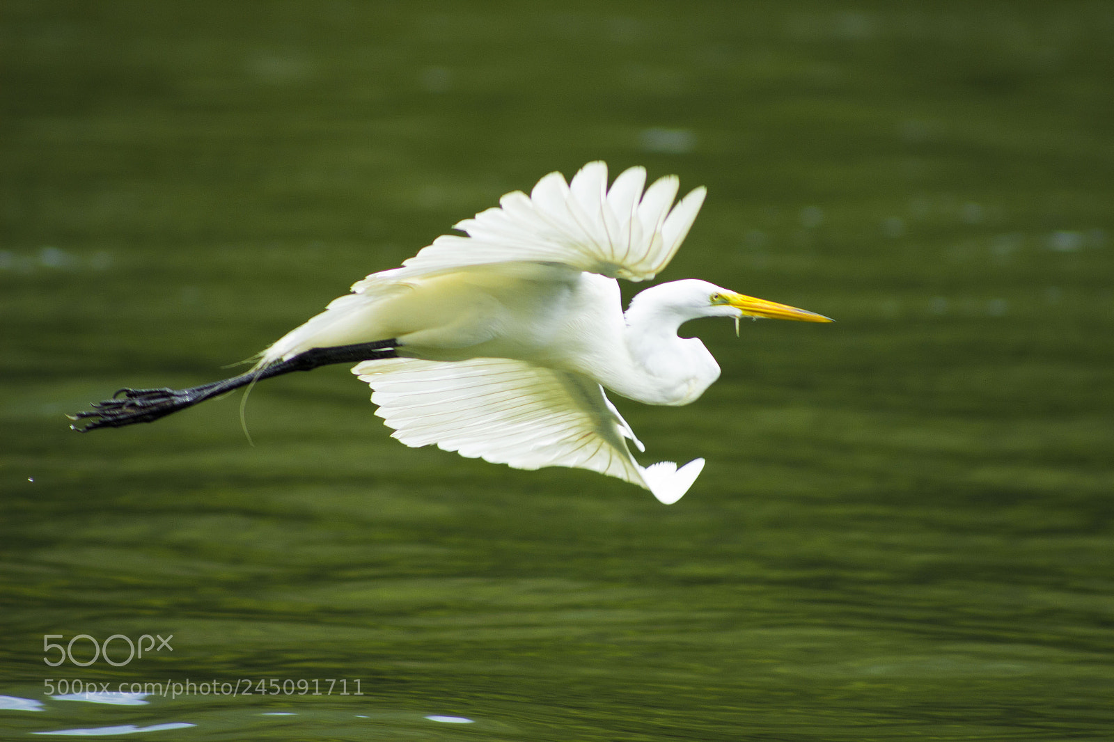 Canon EOS 600D (Rebel EOS T3i / EOS Kiss X5) sample photo. Bird on the river photography