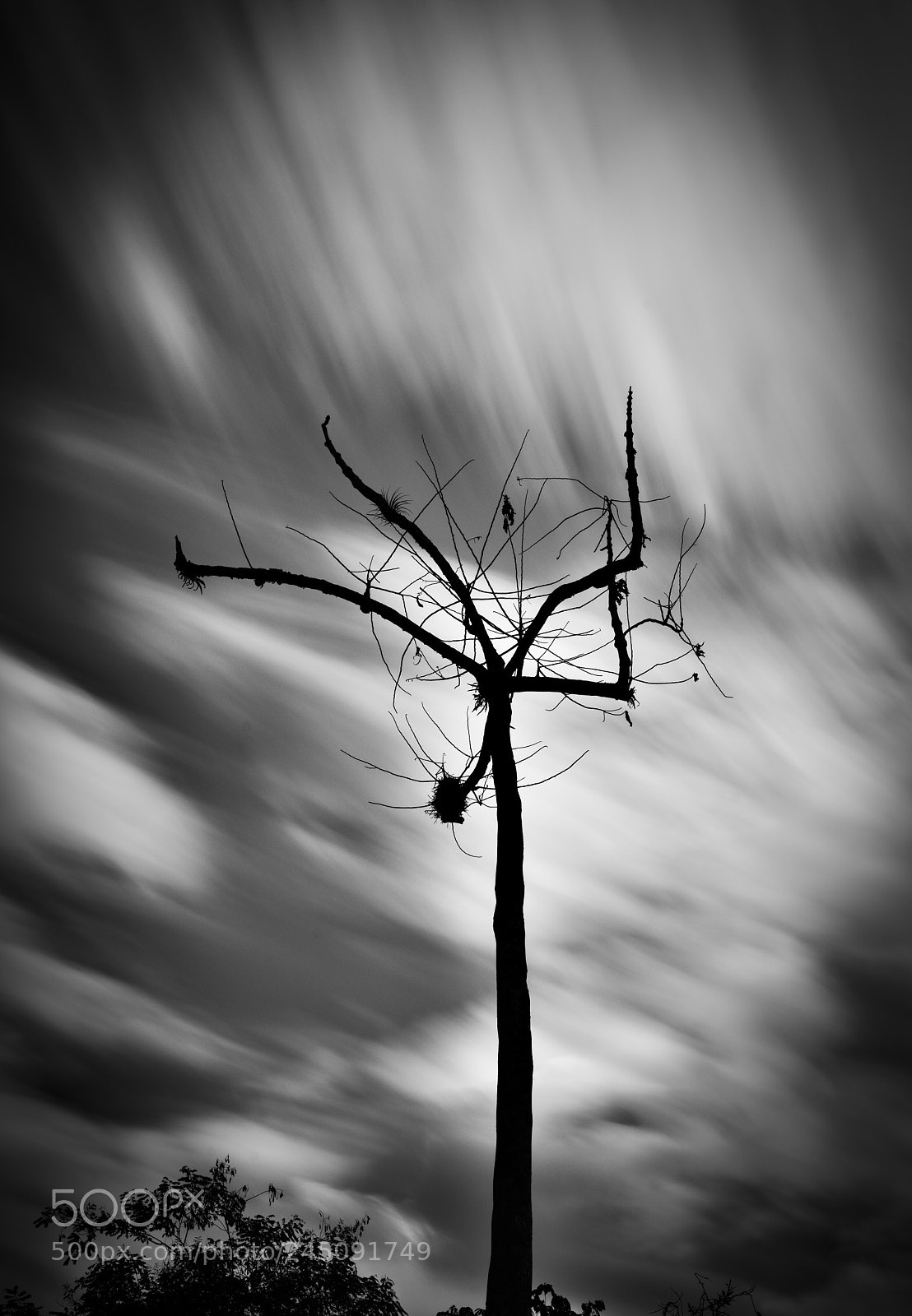 Sony a7R III sample photo. Leafless tree photography
