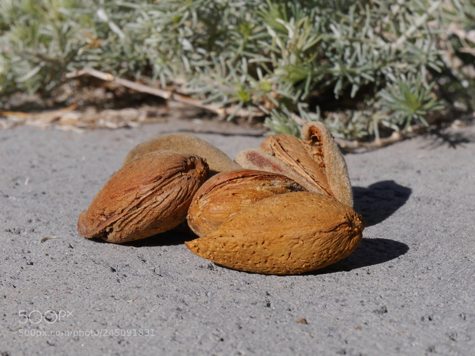 Panasonic Lumix DMC-G6 sample photo. Almonds in winter photography