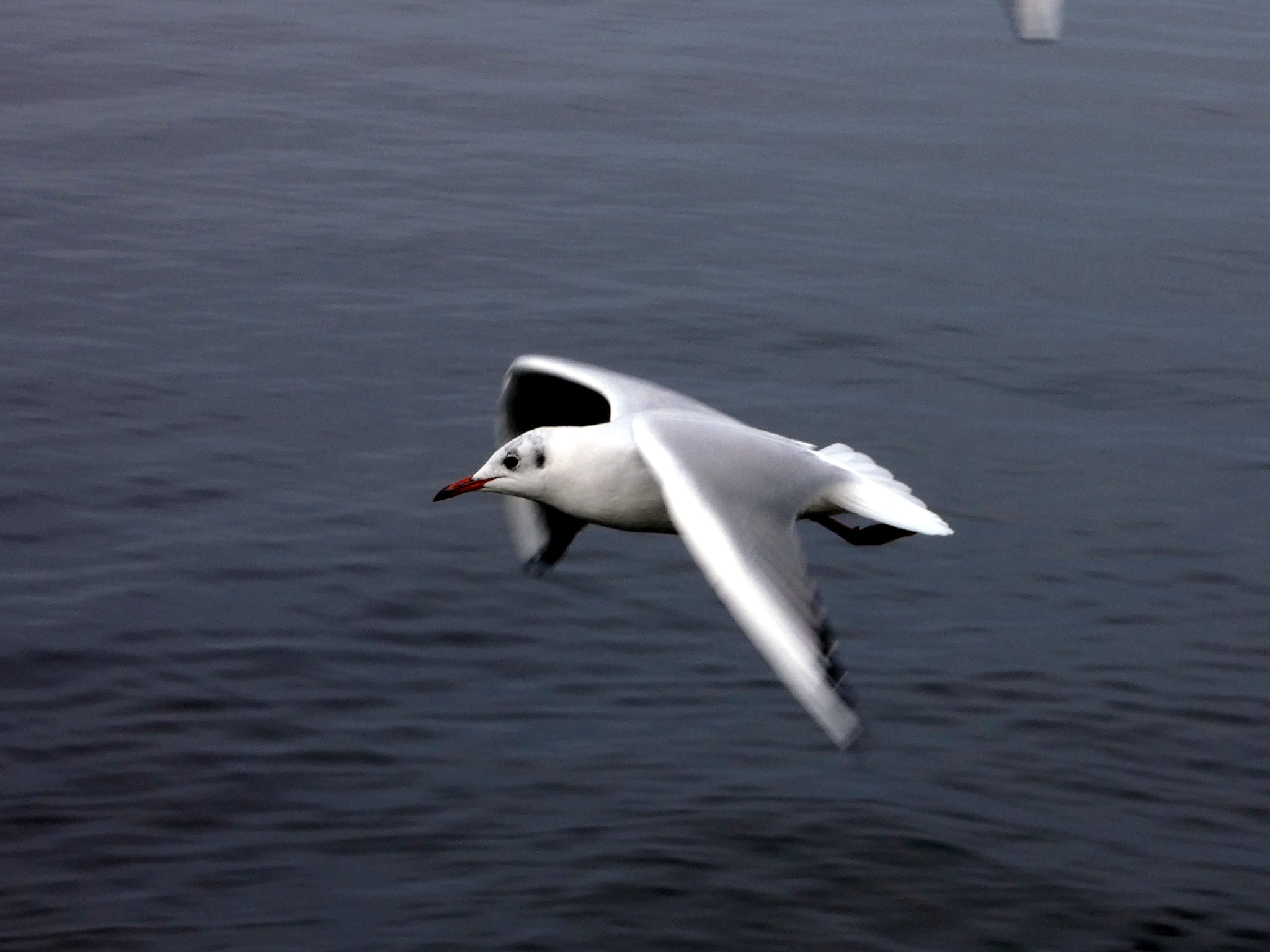 Panasonic DC-FZ83 sample photo. Jonathan livingston seagull photography