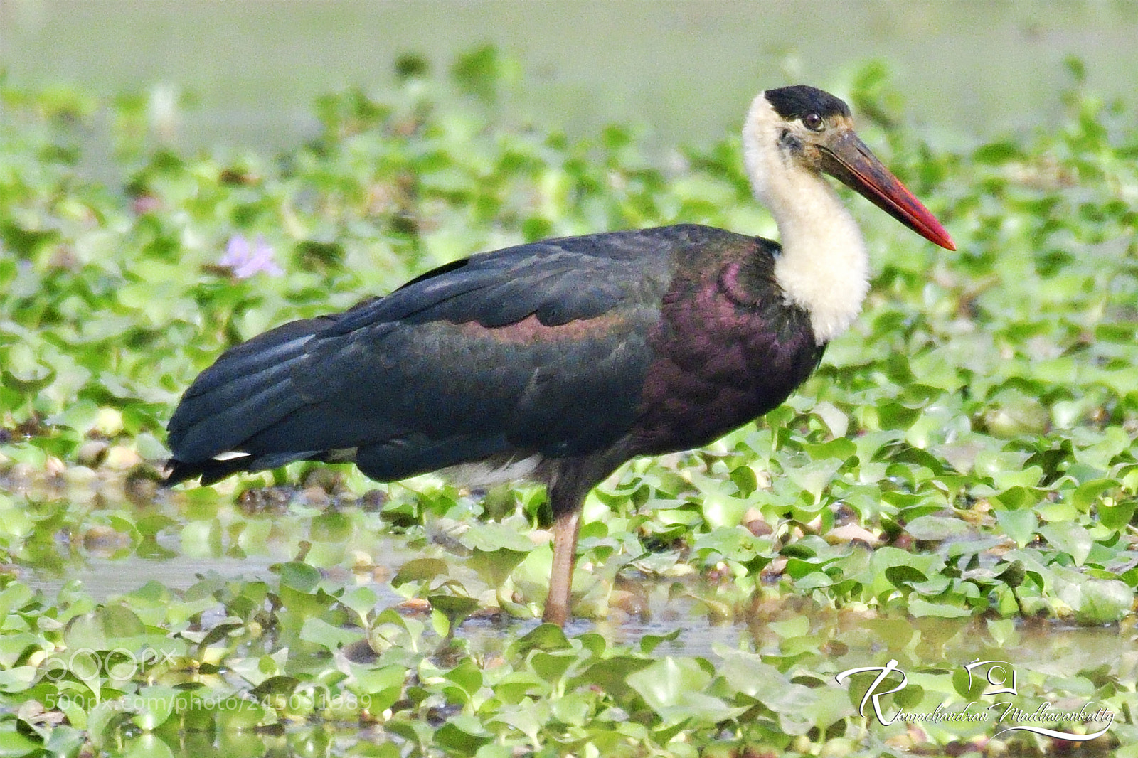 Nikon D500 sample photo. Woolly-necked stork photography