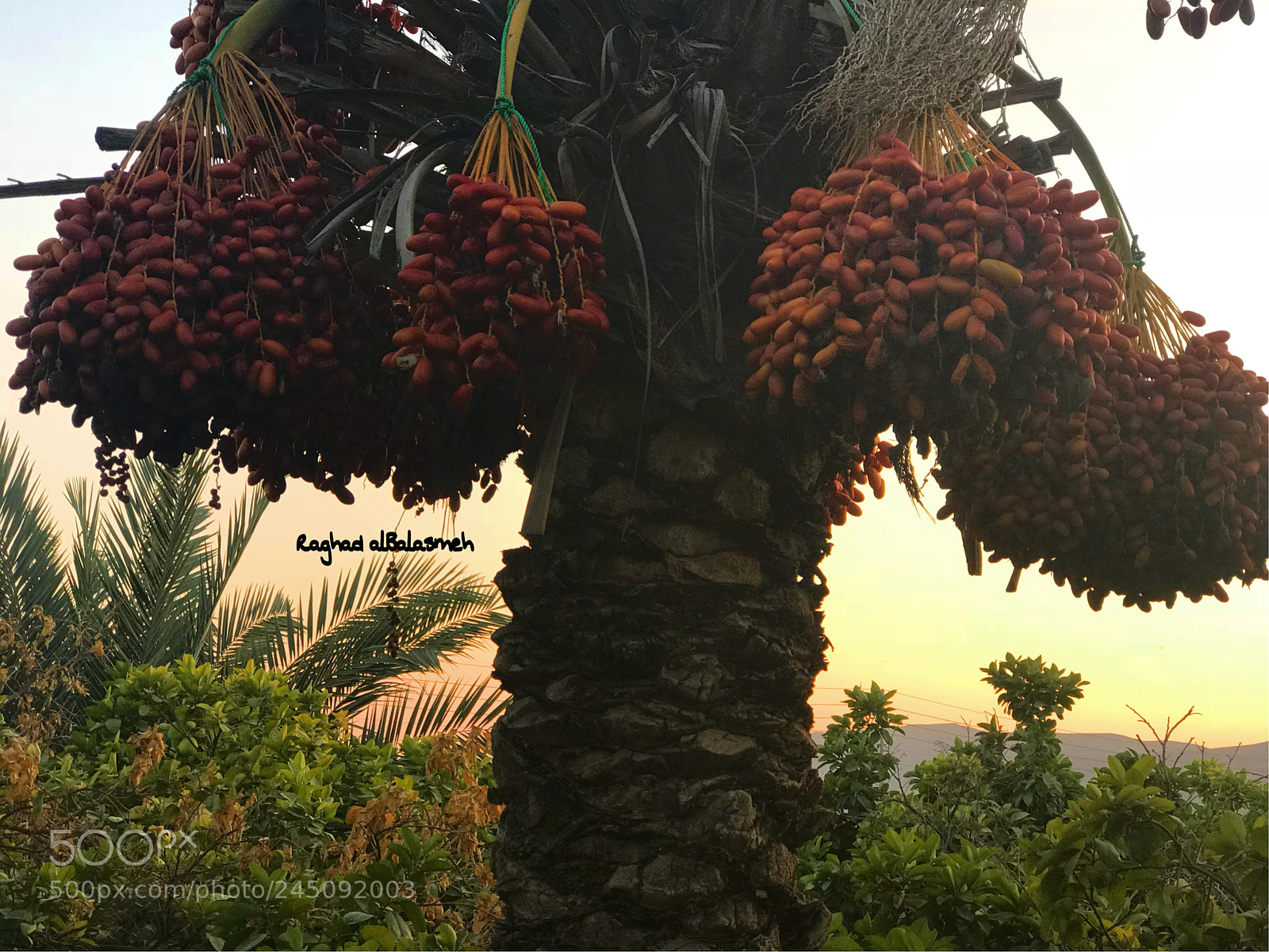 Apple iPhone 7 Plus sample photo. يا تُرى ما الفائدة التي وضعها الله لنا بالتمر ليقول النبي لعائشة رضي الله عنها  photography