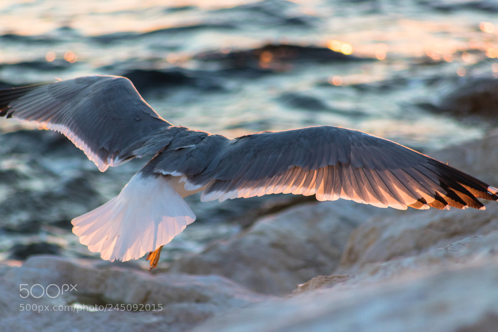 Canon EOS 750D (EOS Rebel T6i / EOS Kiss X8i) sample photo. Seagulls in estepona port photography