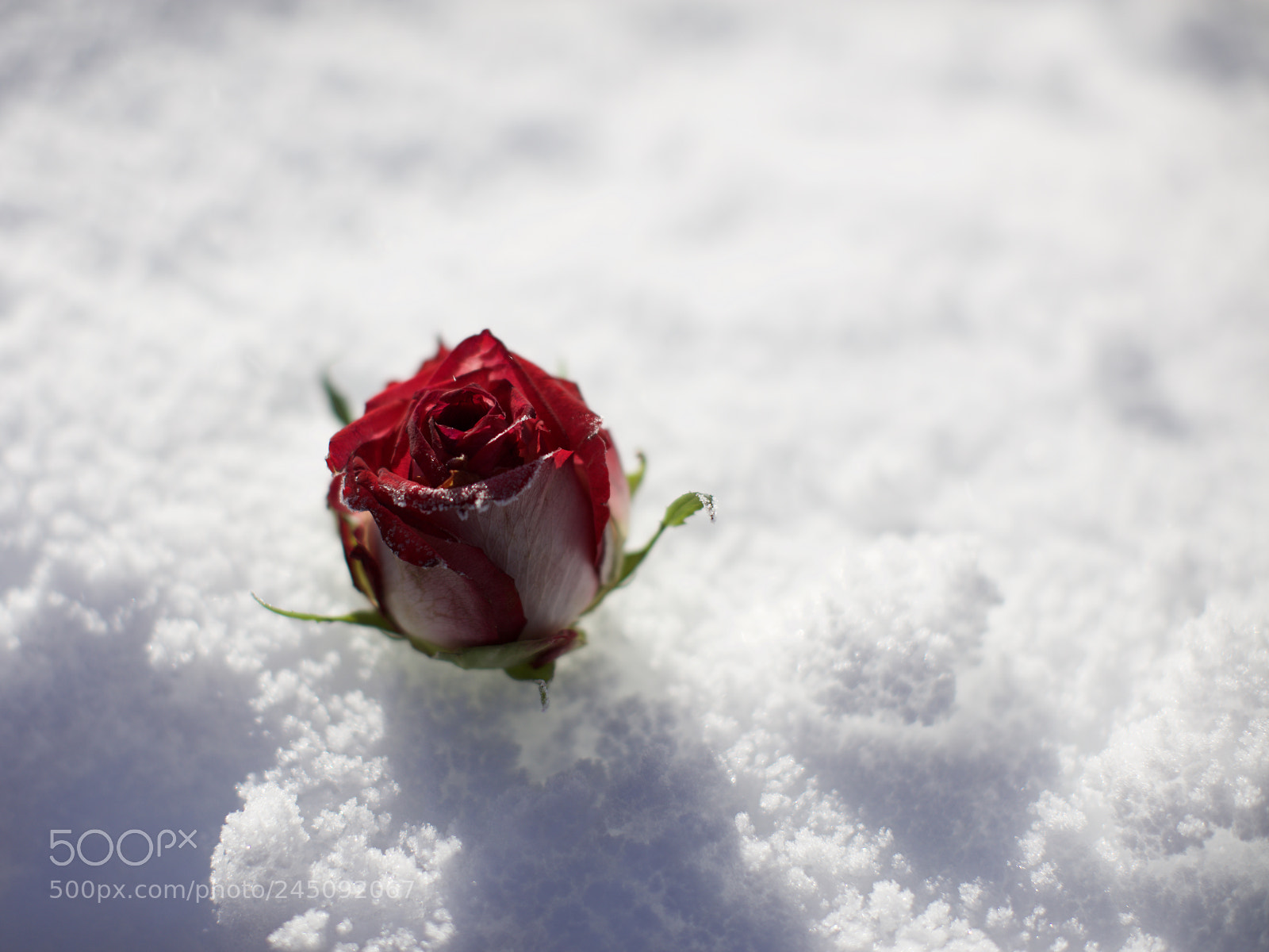 Canon EOS 5DS sample photo. Rosebud photography