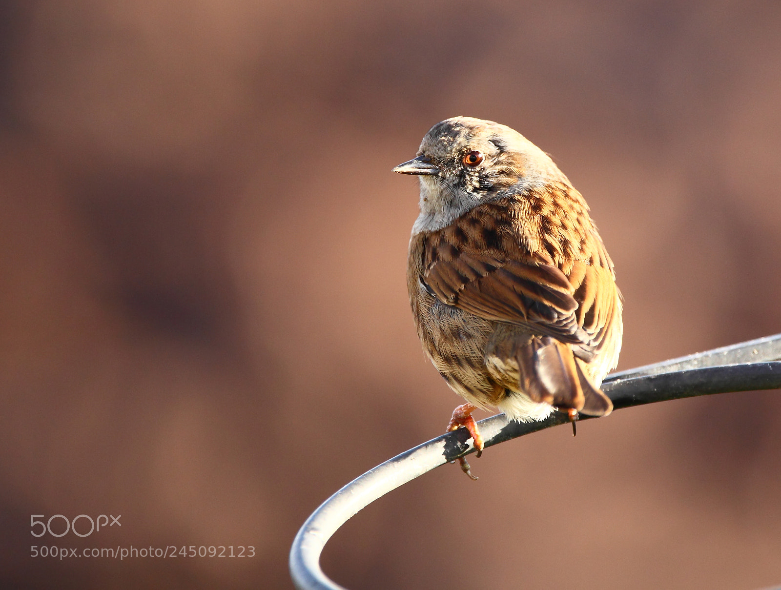 Canon EOS-1D Mark IV sample photo. Dunnock photography