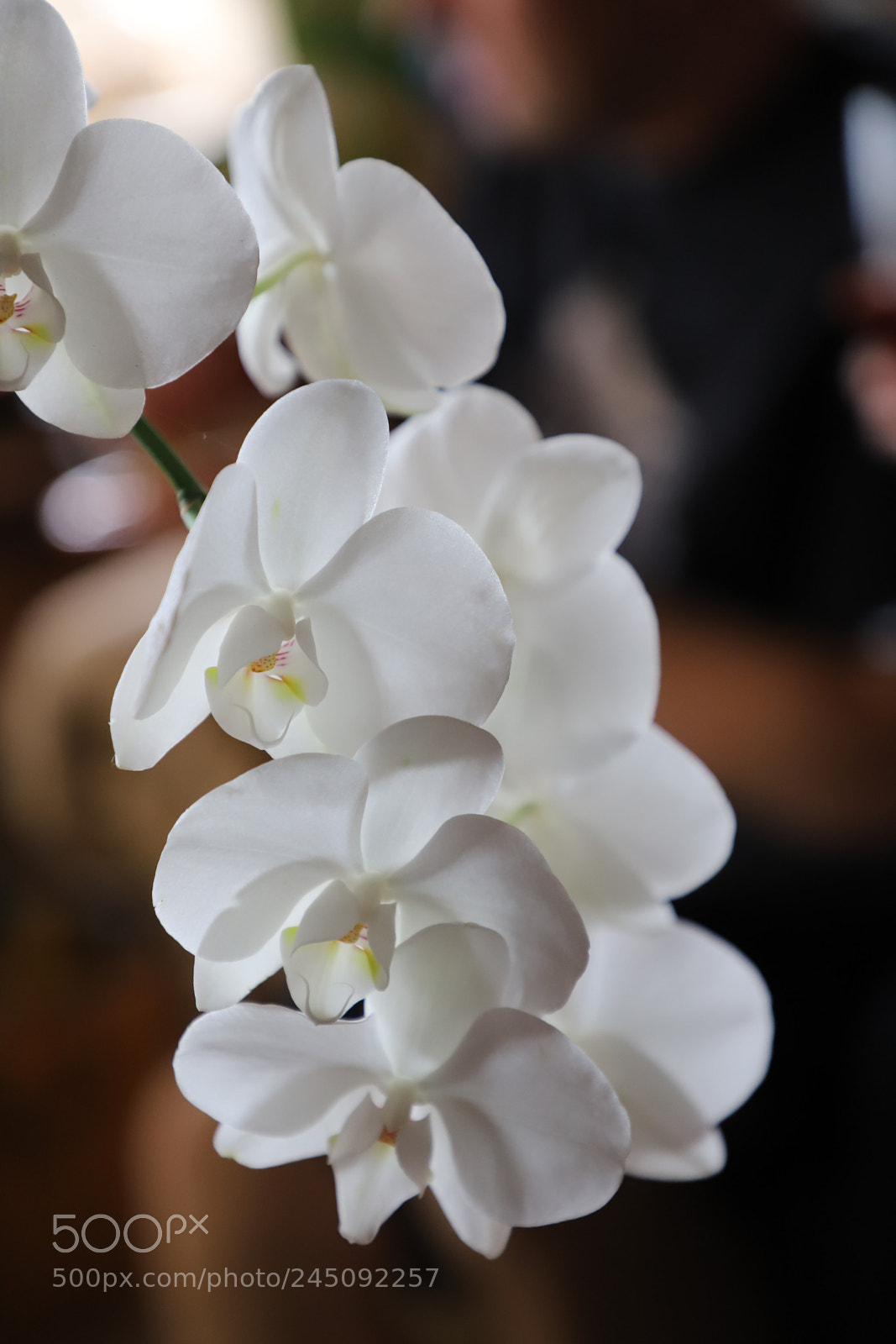Canon EF 24-105mm F4L IS II USM sample photo. Img photography