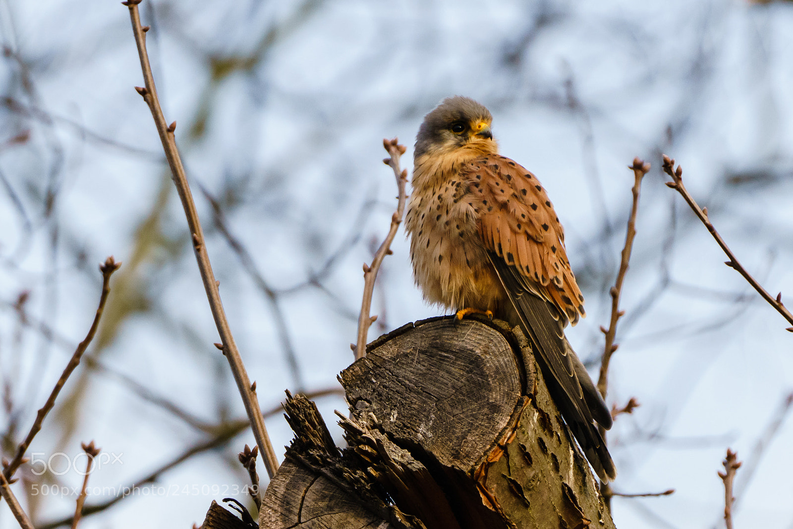 Sony a7R III sample photo. Kestrel photography