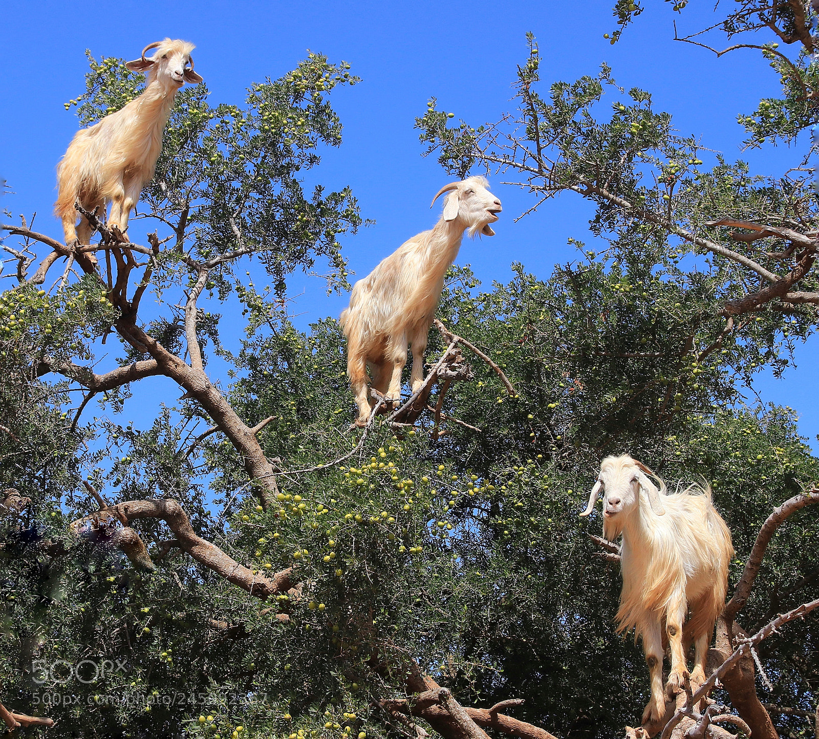 Canon EOS 80D sample photo. "goats on argan tree" photography