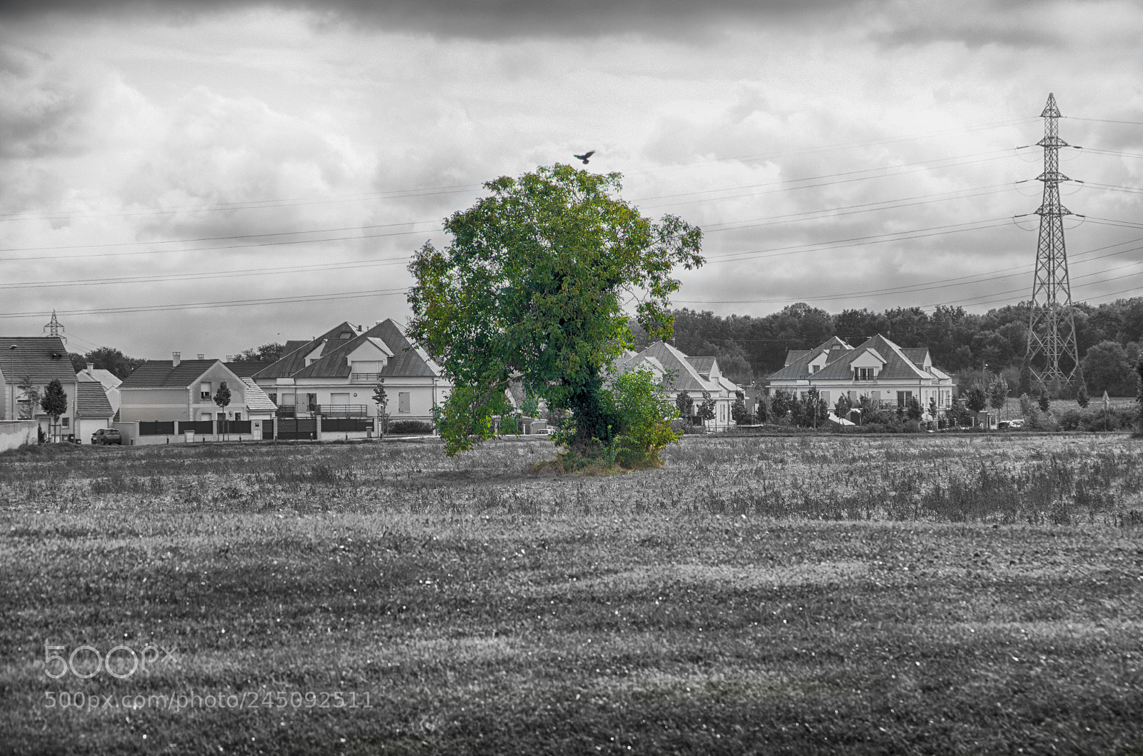 Pentax K-5 II sample photo. L'arbre et l'oiseau photography