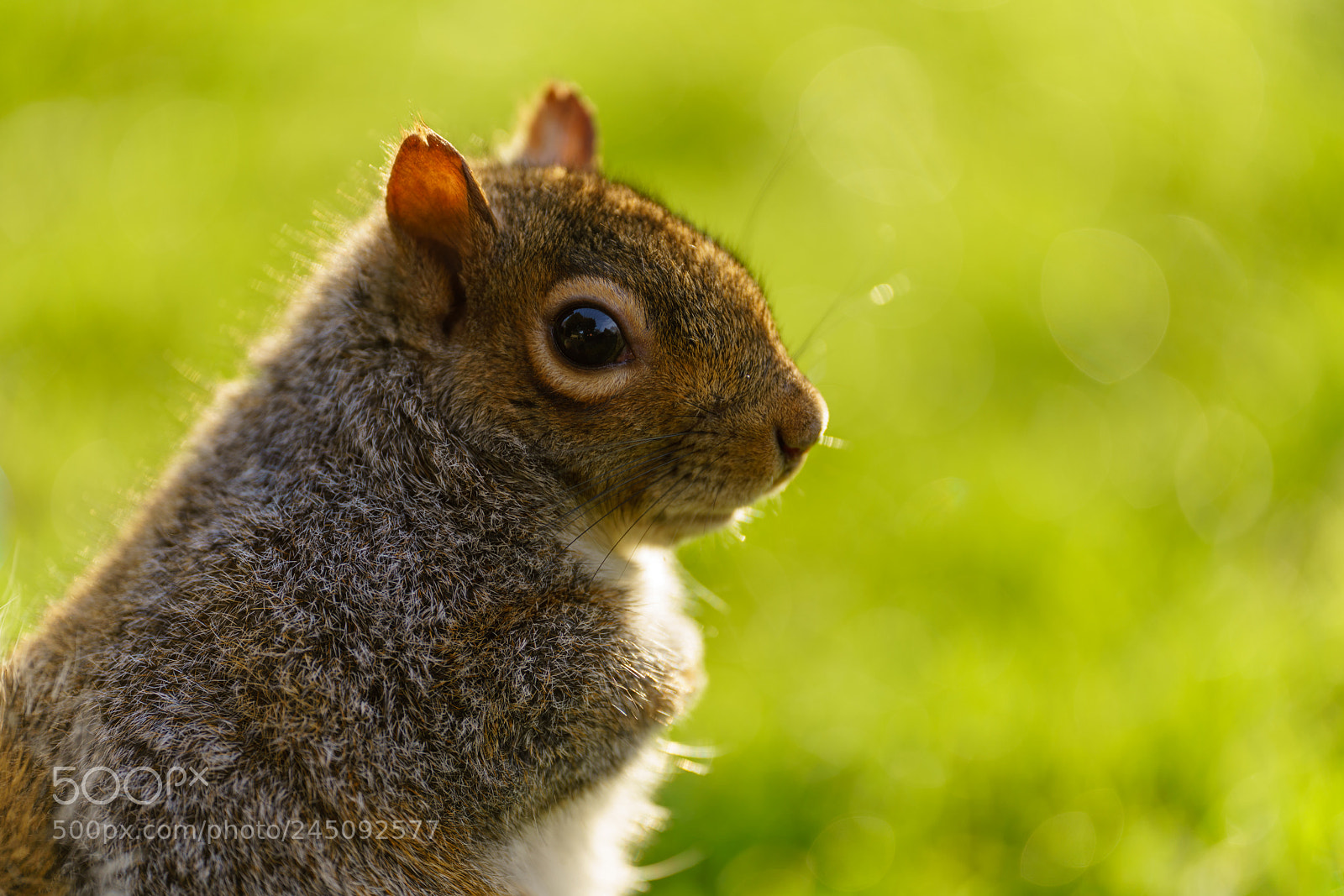 Sony a7R II sample photo. Squirrel portrait photography