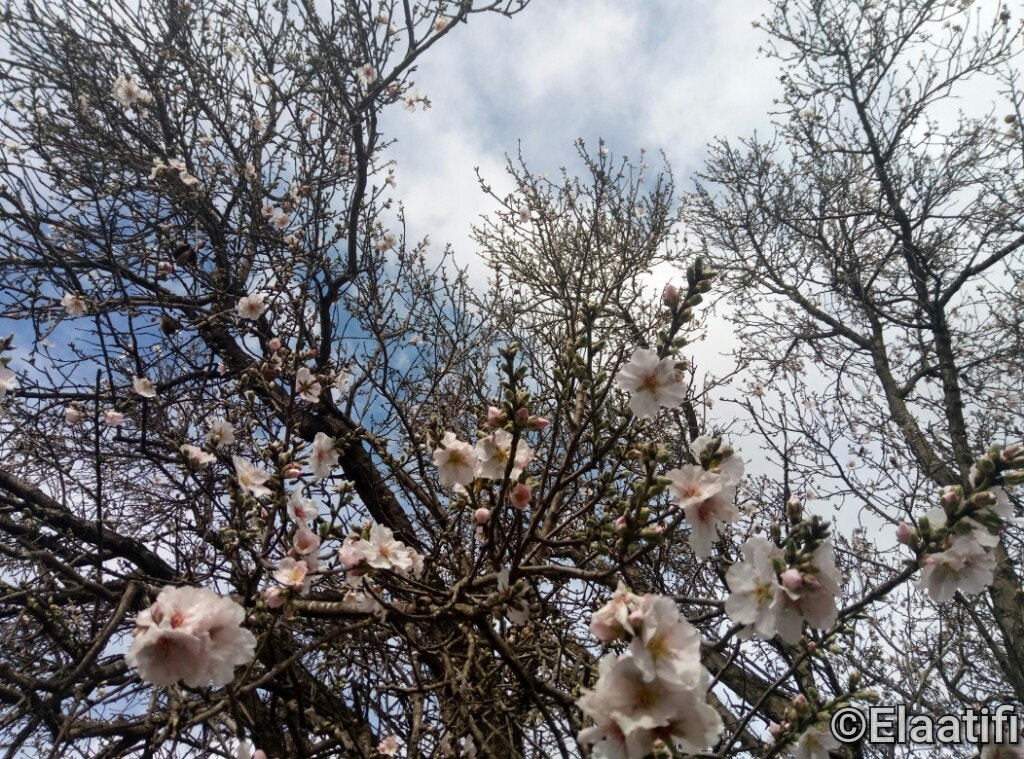 Meizu M3s sample photo. El almendro, primer árbol en dar señal de que, se hacerca la primavera photography