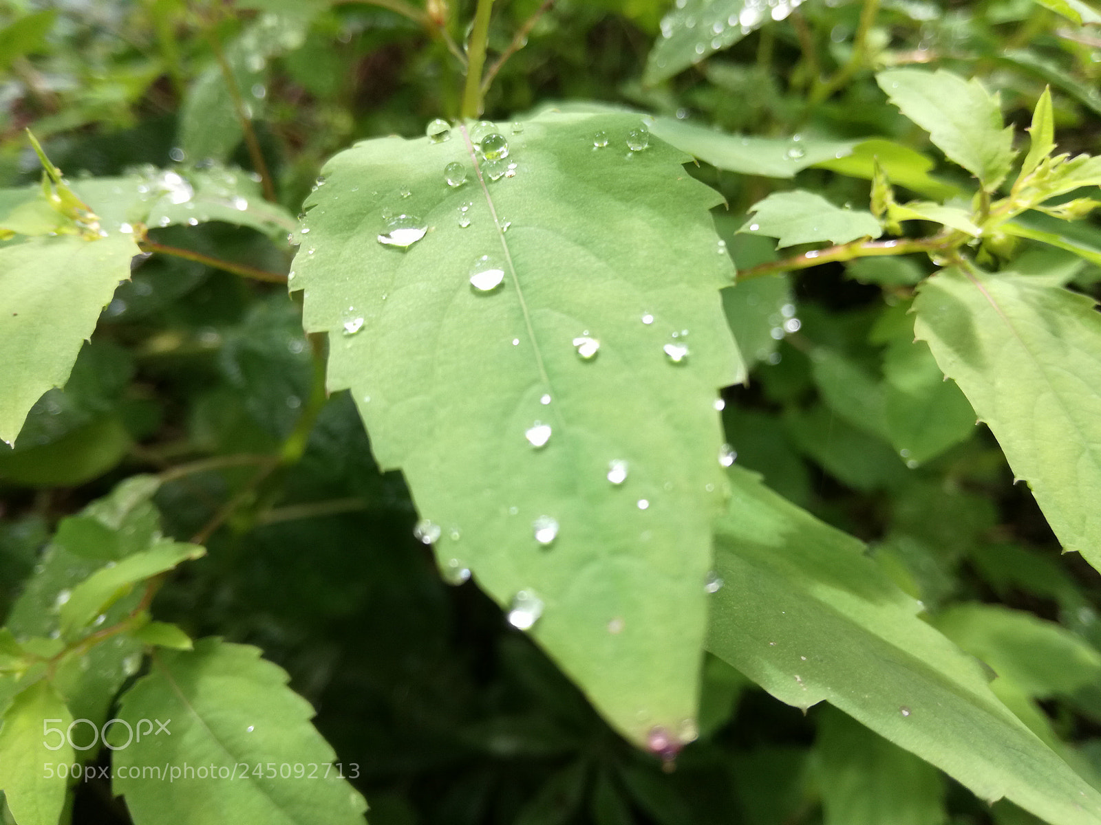 HUAWEI P9 LITE sample photo. Drops on the leaf photography