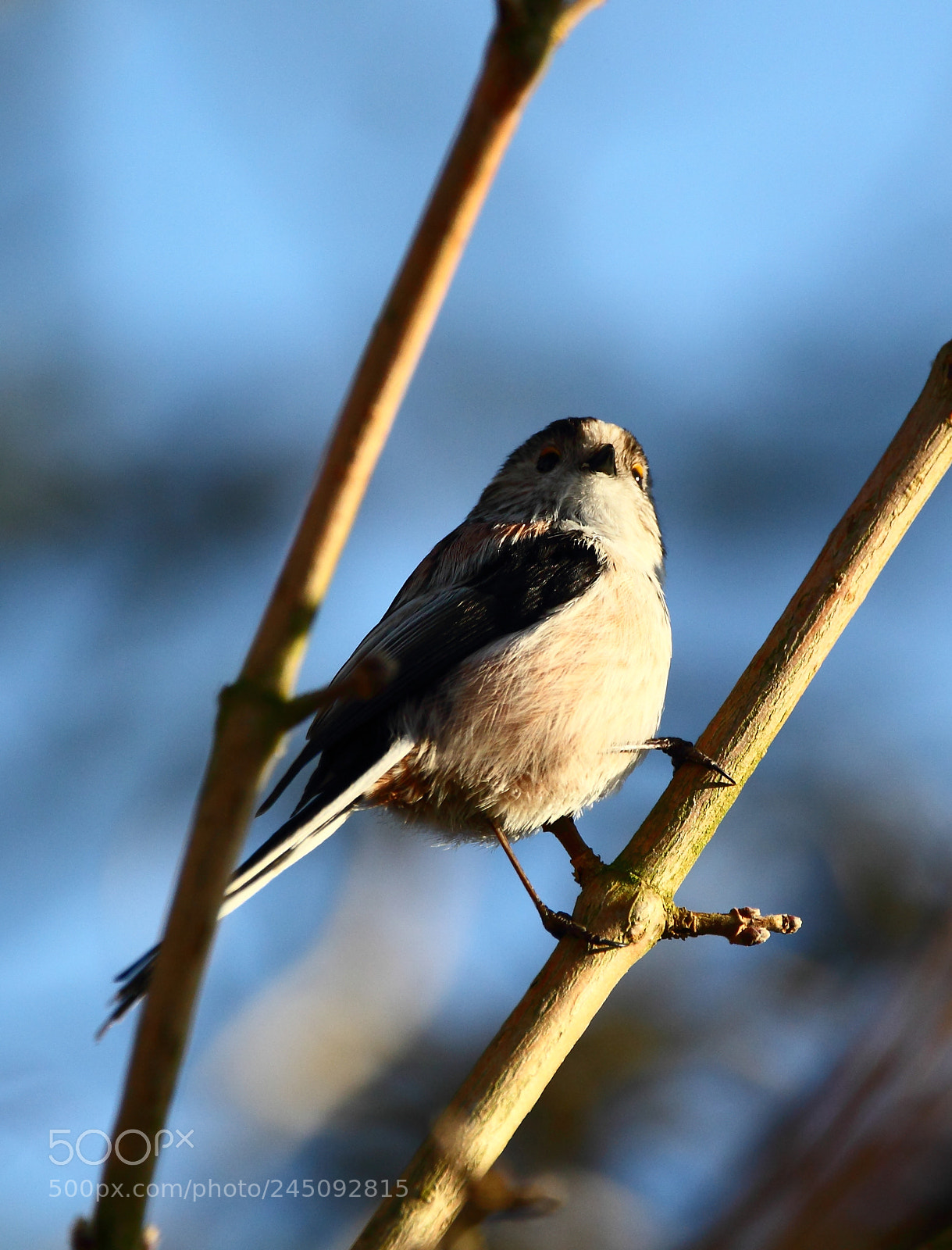 Canon EOS-1D Mark IV sample photo. Long tailed tit photography