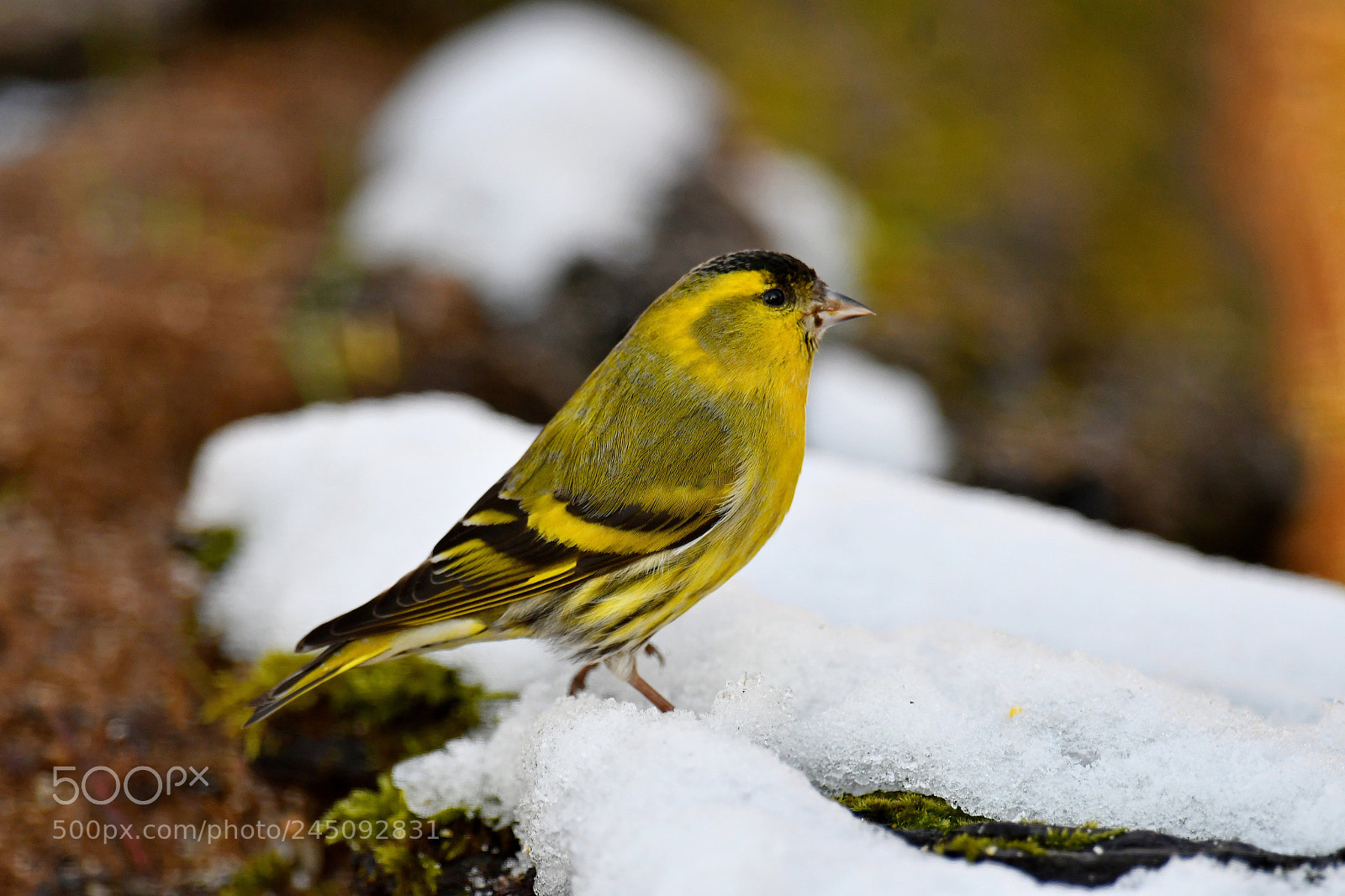 Nikon D500 sample photo. Eurasian siskin photography
