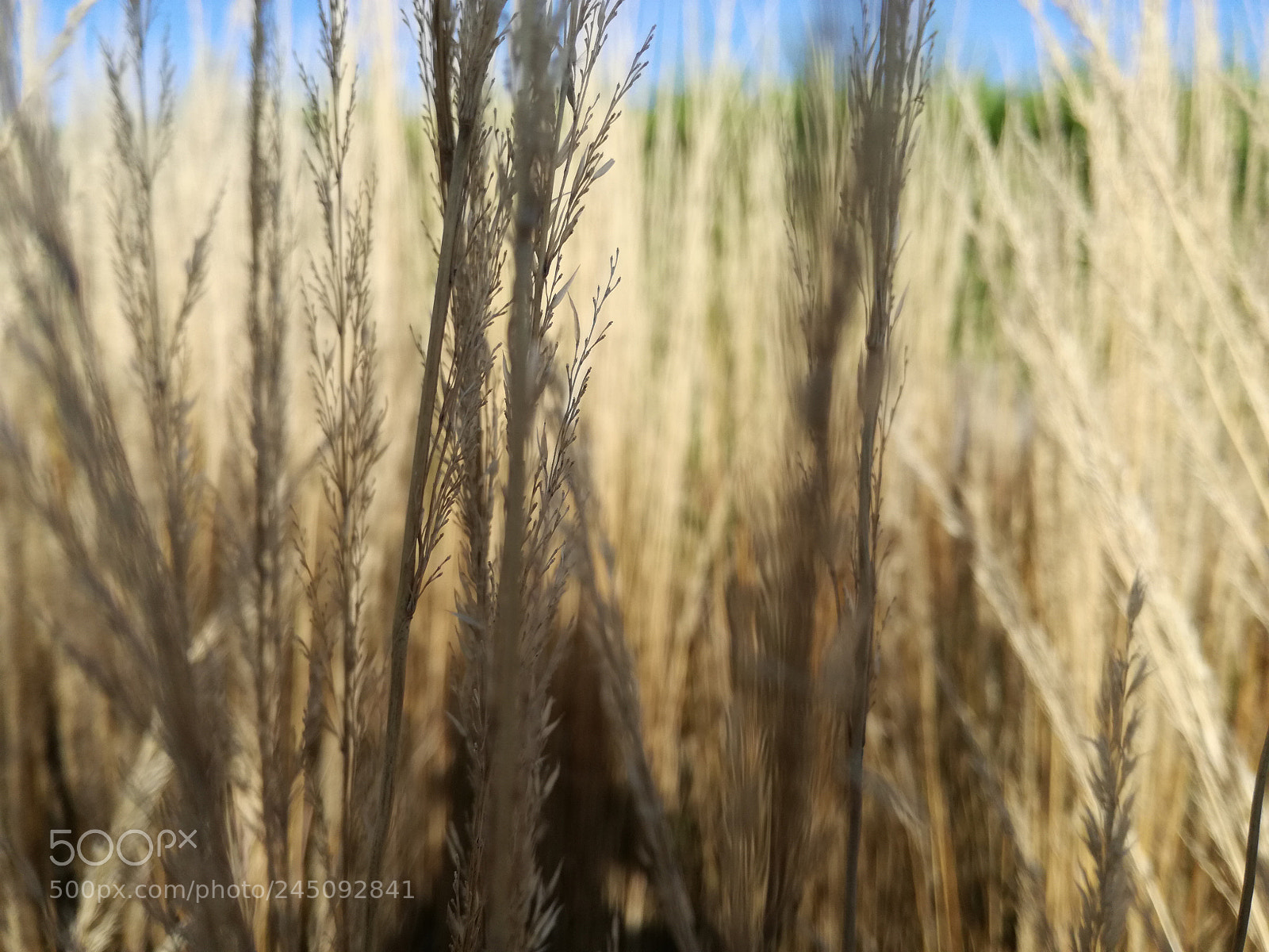 HUAWEI P9 LITE sample photo. A blade in the photography
