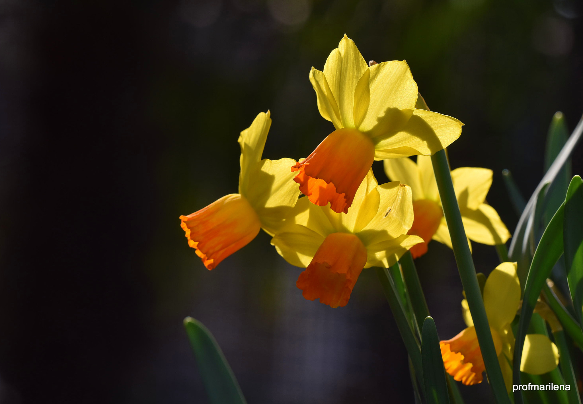 Nikon D810 sample photo. Daffodils on a sunny winter day photography