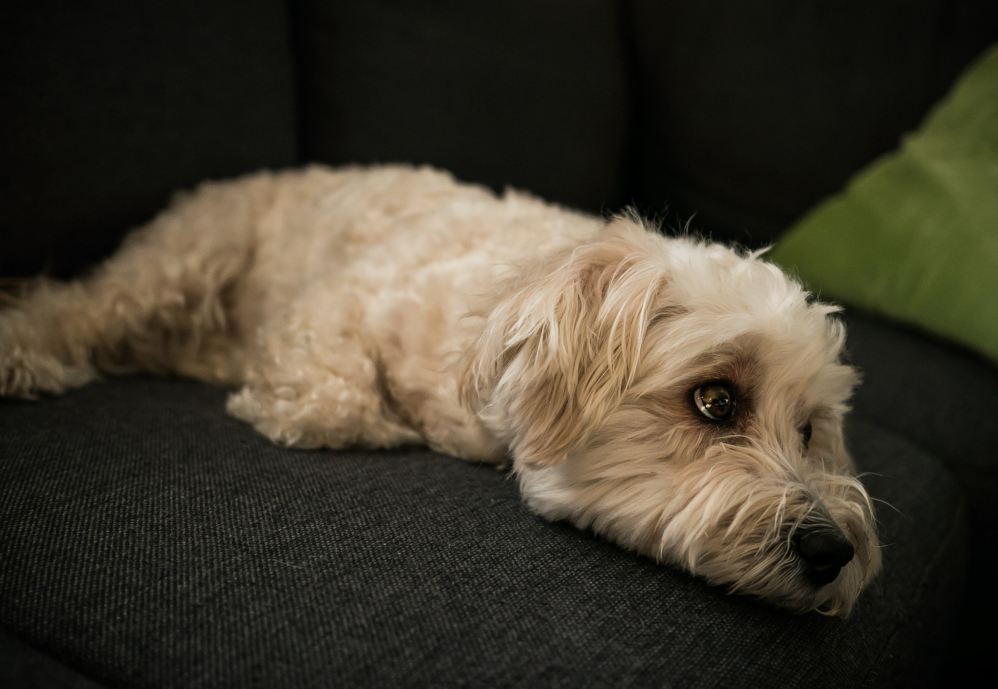 Panasonic Lumix DMC-GM5 sample photo. Bamse on the sofa photography