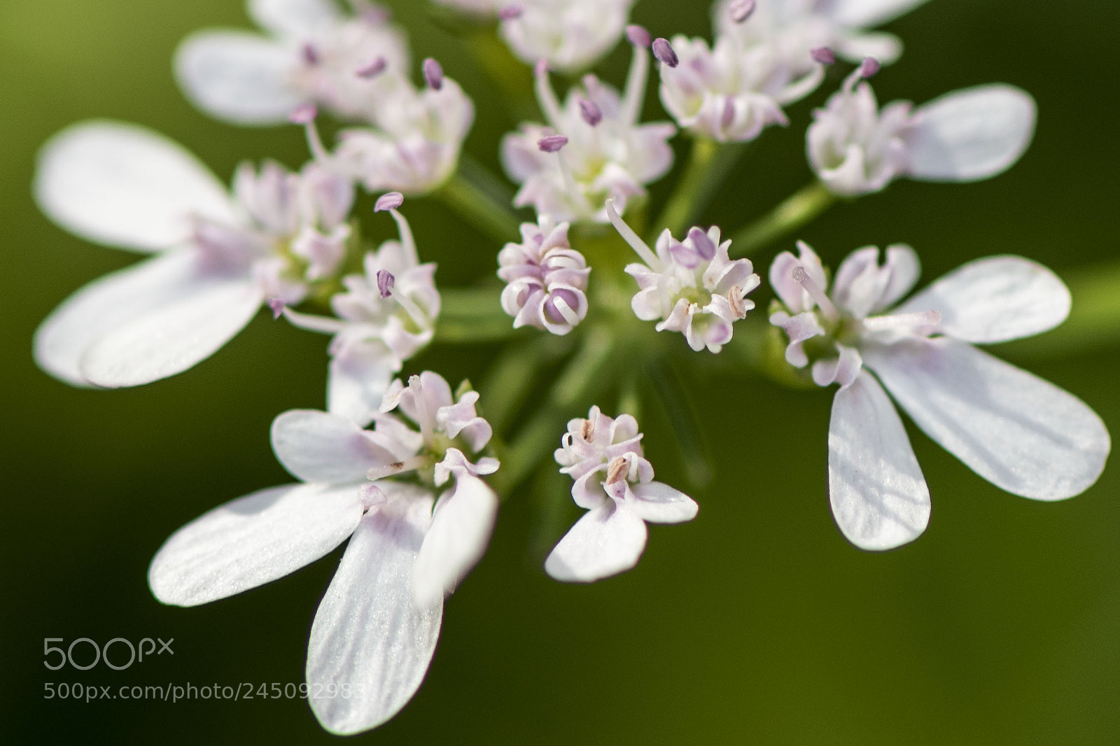 Nikon D500 sample photo. Flower photography