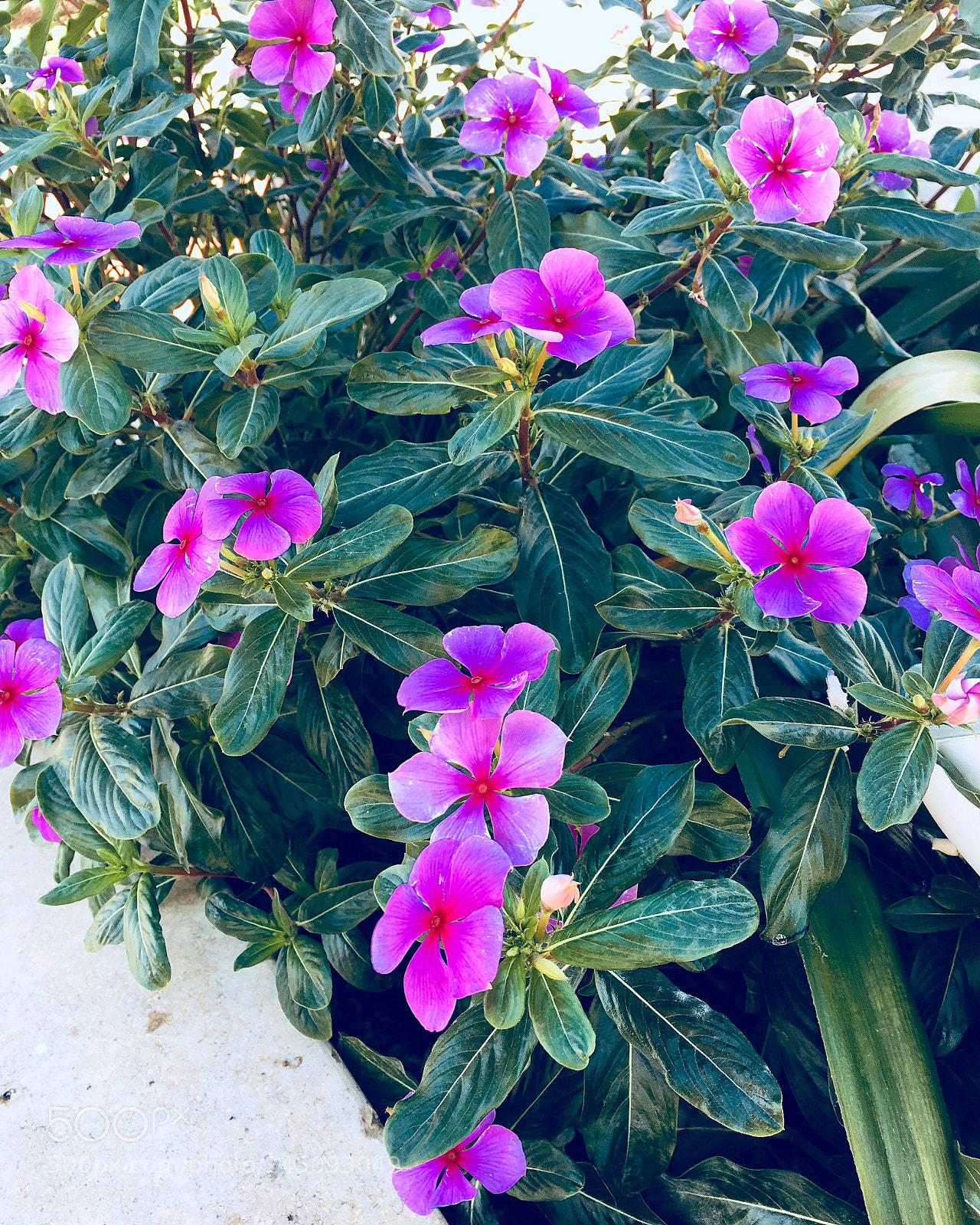 Apple iPhone 6s Plus sample photo. Untitled photography