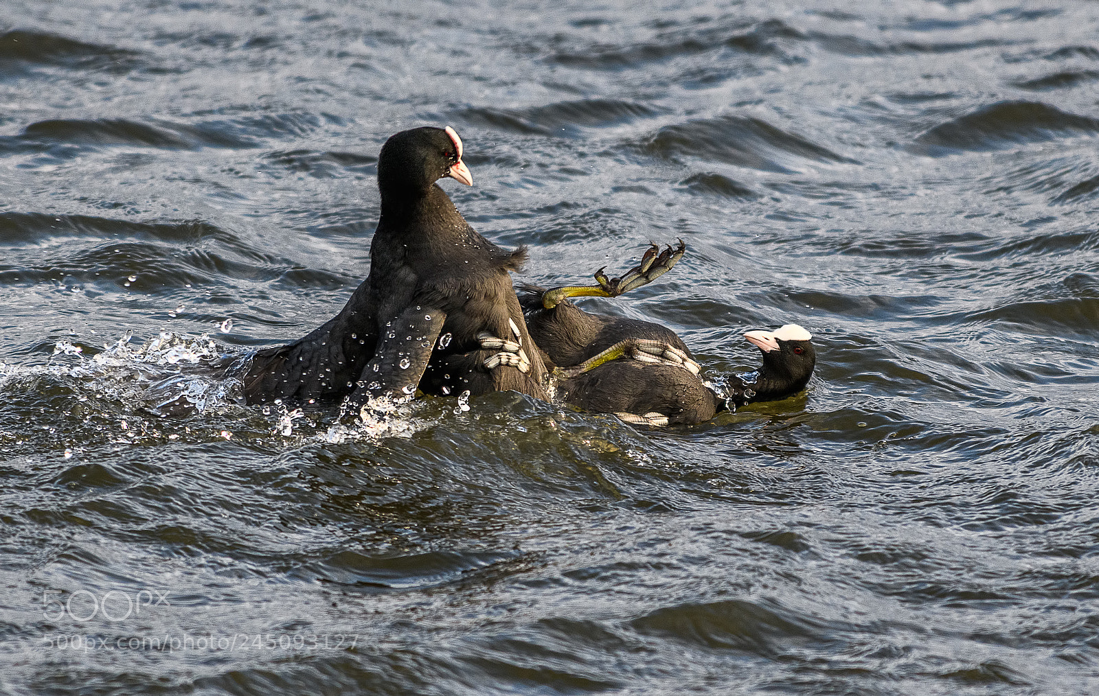 Nikon D850 sample photo. Coots fighting over territory photography