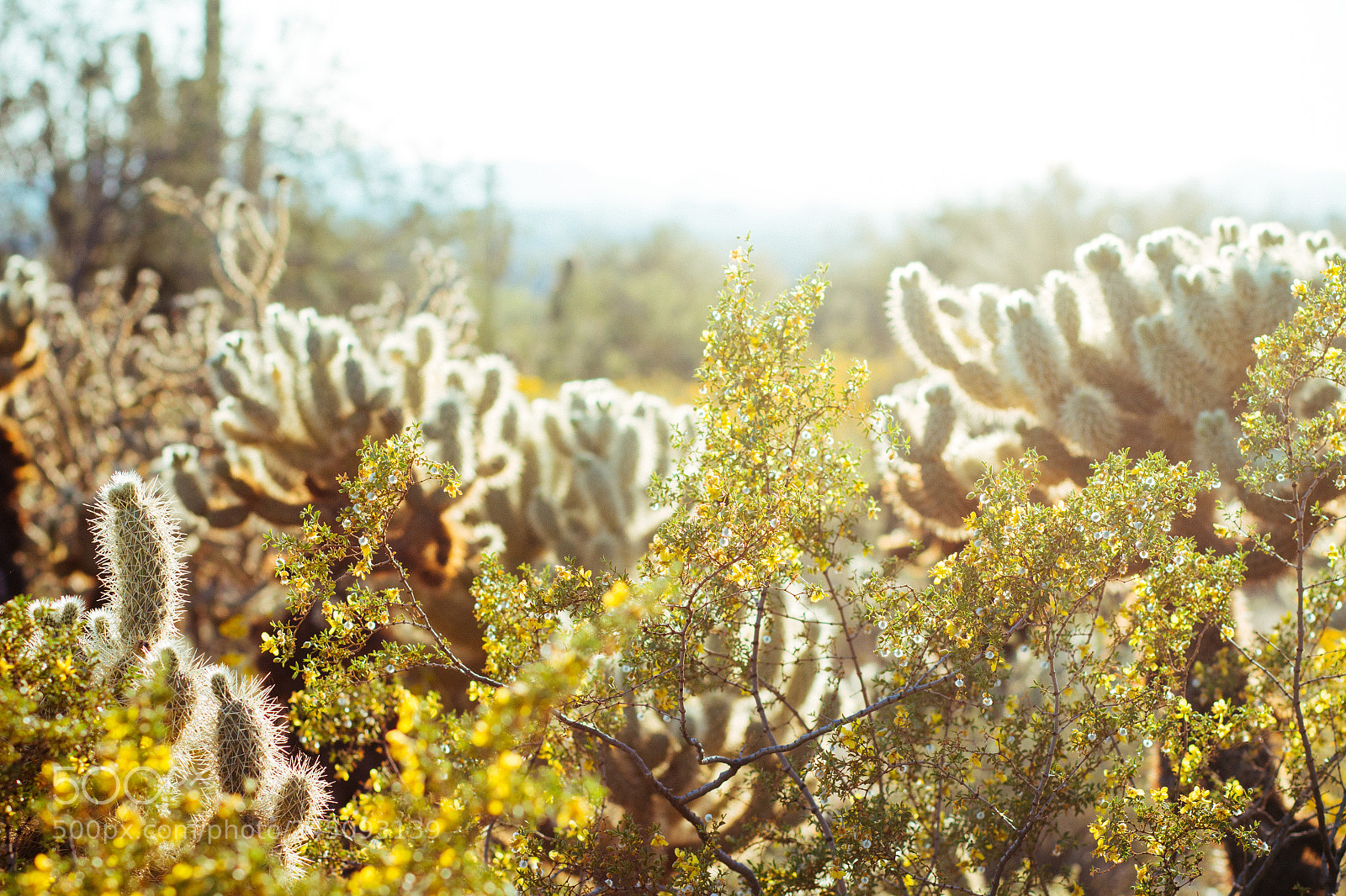 Canon EOS 700D (EOS Rebel T5i / EOS Kiss X7i) sample photo. Desert blooms photography