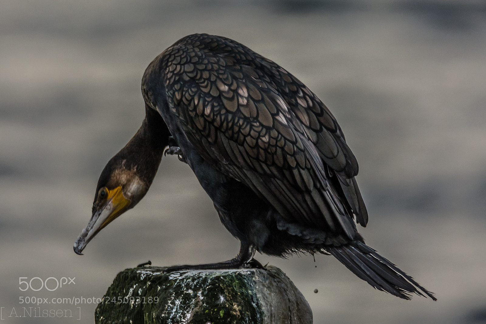Nikon D7100 sample photo. The cormorant does not photography