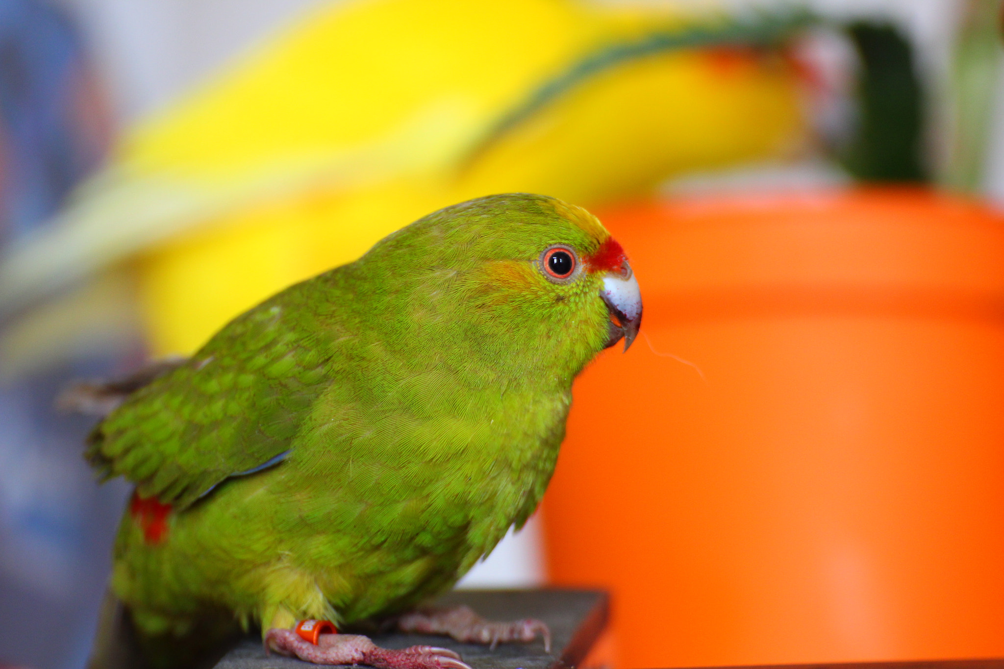 Canon EOS 550D (EOS Rebel T2i / EOS Kiss X4) sample photo. Cyanoramphus auriceps photography
