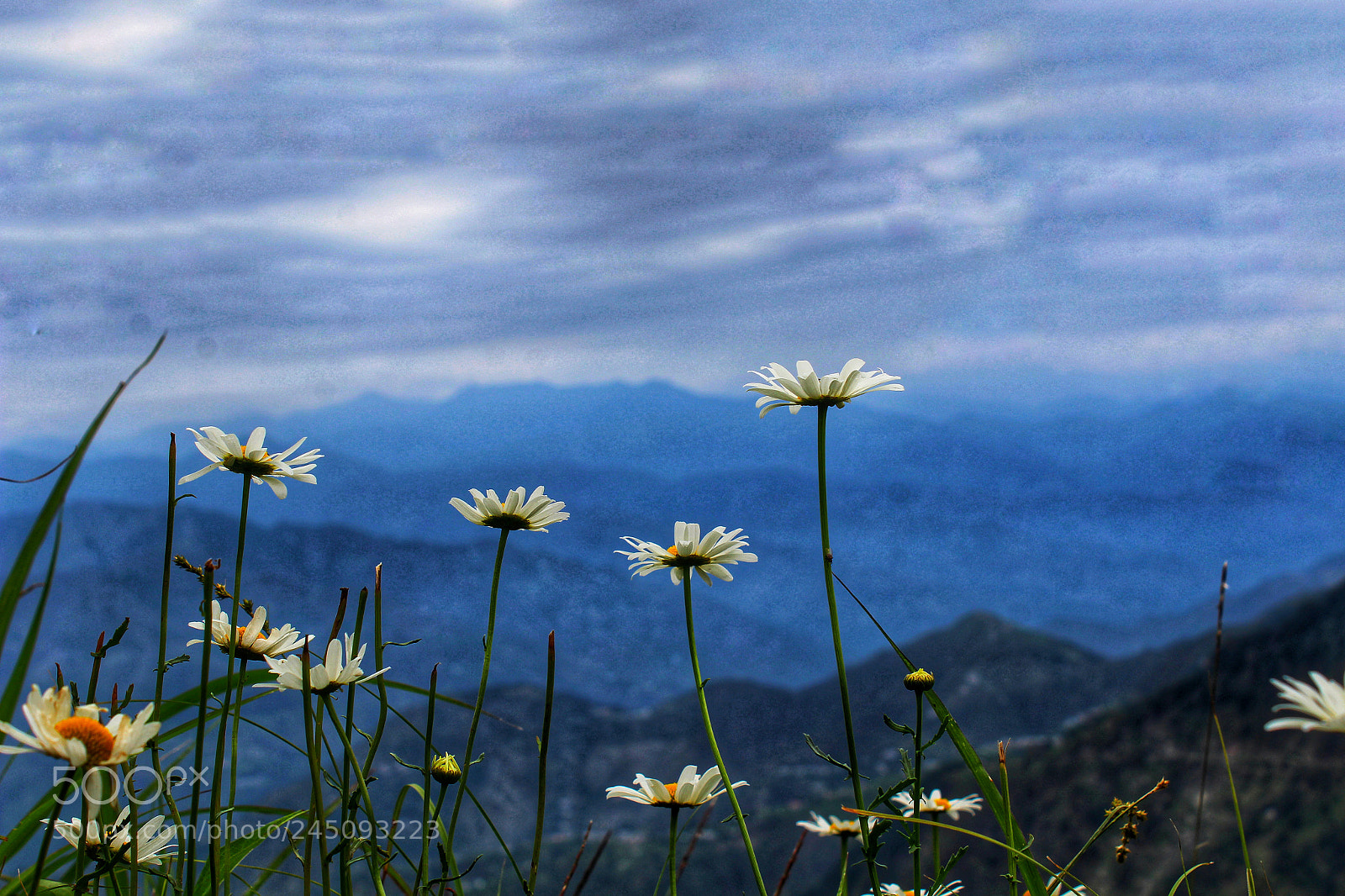 Canon EOS 1200D (EOS Rebel T5 / EOS Kiss X70 / EOS Hi) sample photo. Wild flowers photography