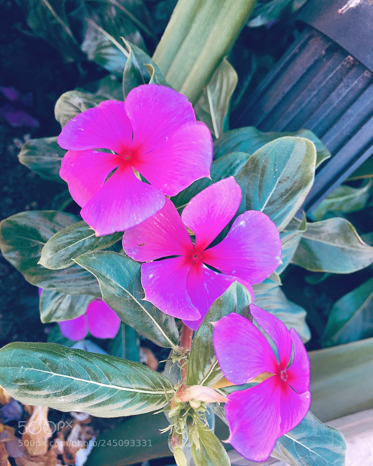 Apple iPhone 6s Plus sample photo. Untitled photography