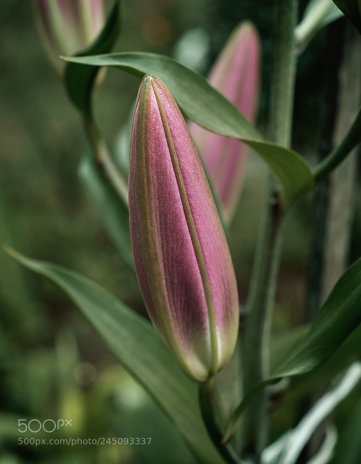 Nikon D5200 sample photo. Lirio lilium asi tico photography