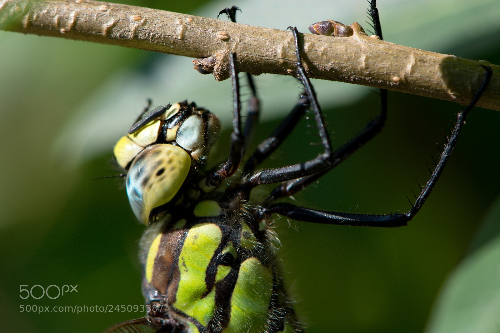 Nikon D7100 sample photo. Dragonfly photography