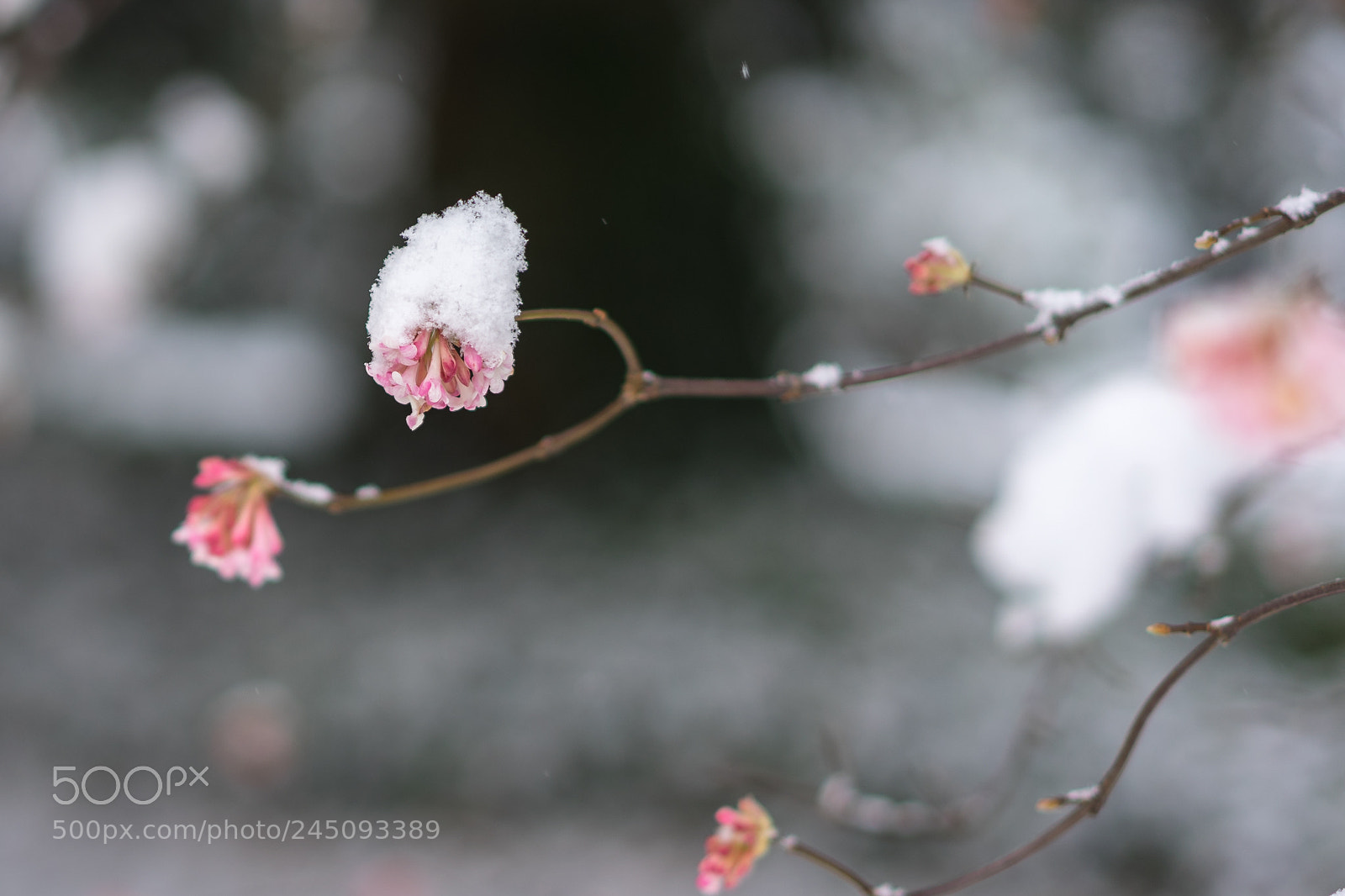 Sony a7 II sample photo. Viburnum with snow photography