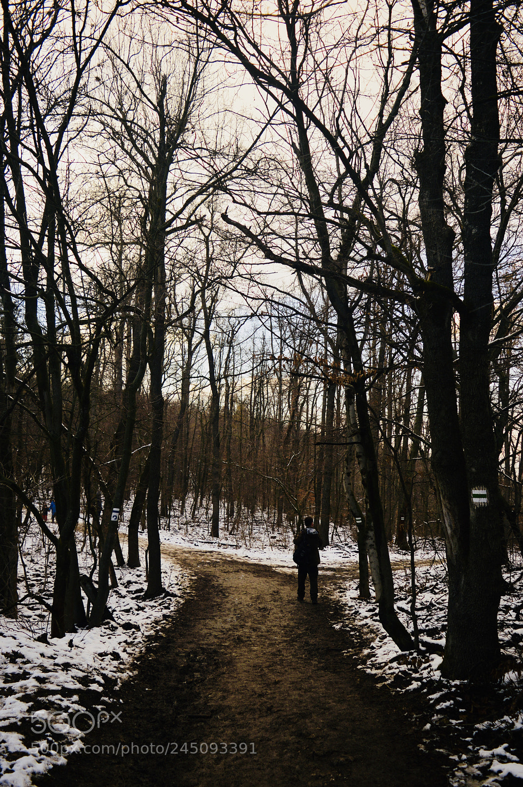 Nikon D3200 sample photo. White walk photography