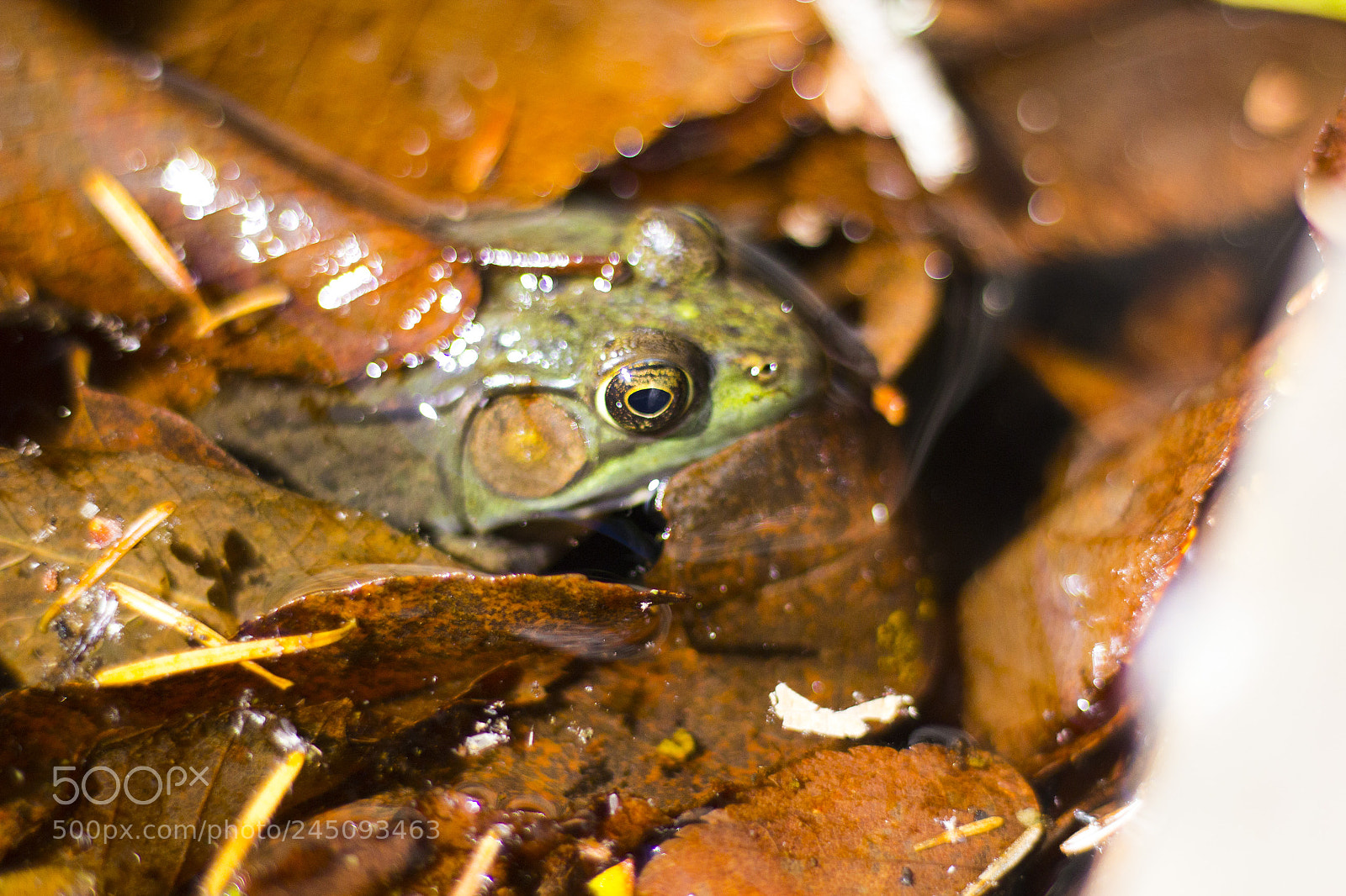 Canon EOS 60D sample photo. Brook frog photography
