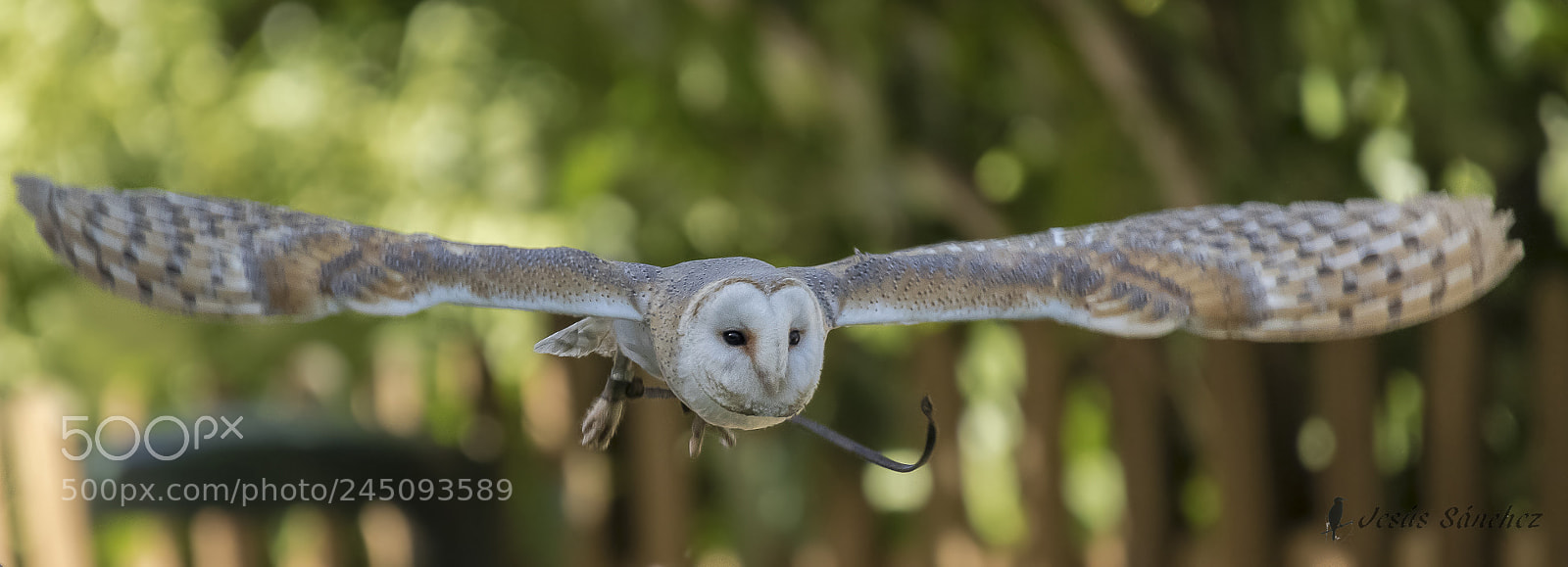 Canon EOS 7D Mark II sample photo. Lechuza com n tyto photography