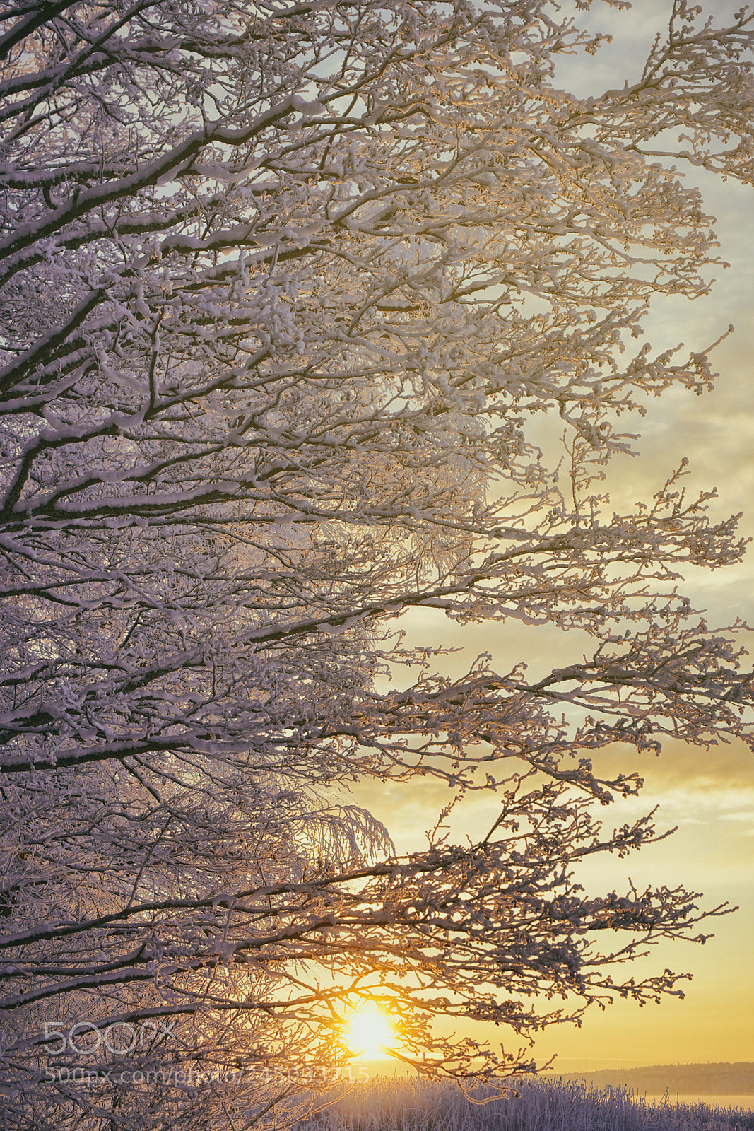 Sony a7R II sample photo. Tree frozen photography