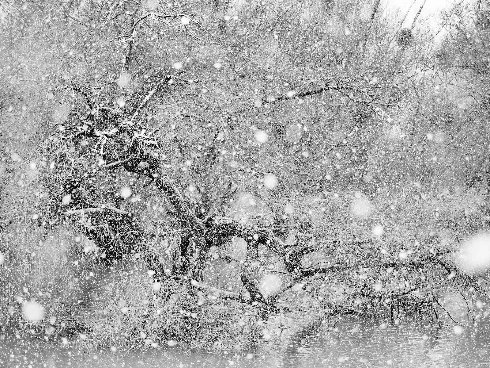 Olympus OM-D E-M1 Mark II sample photo. Blizzard vs flooded tree photography