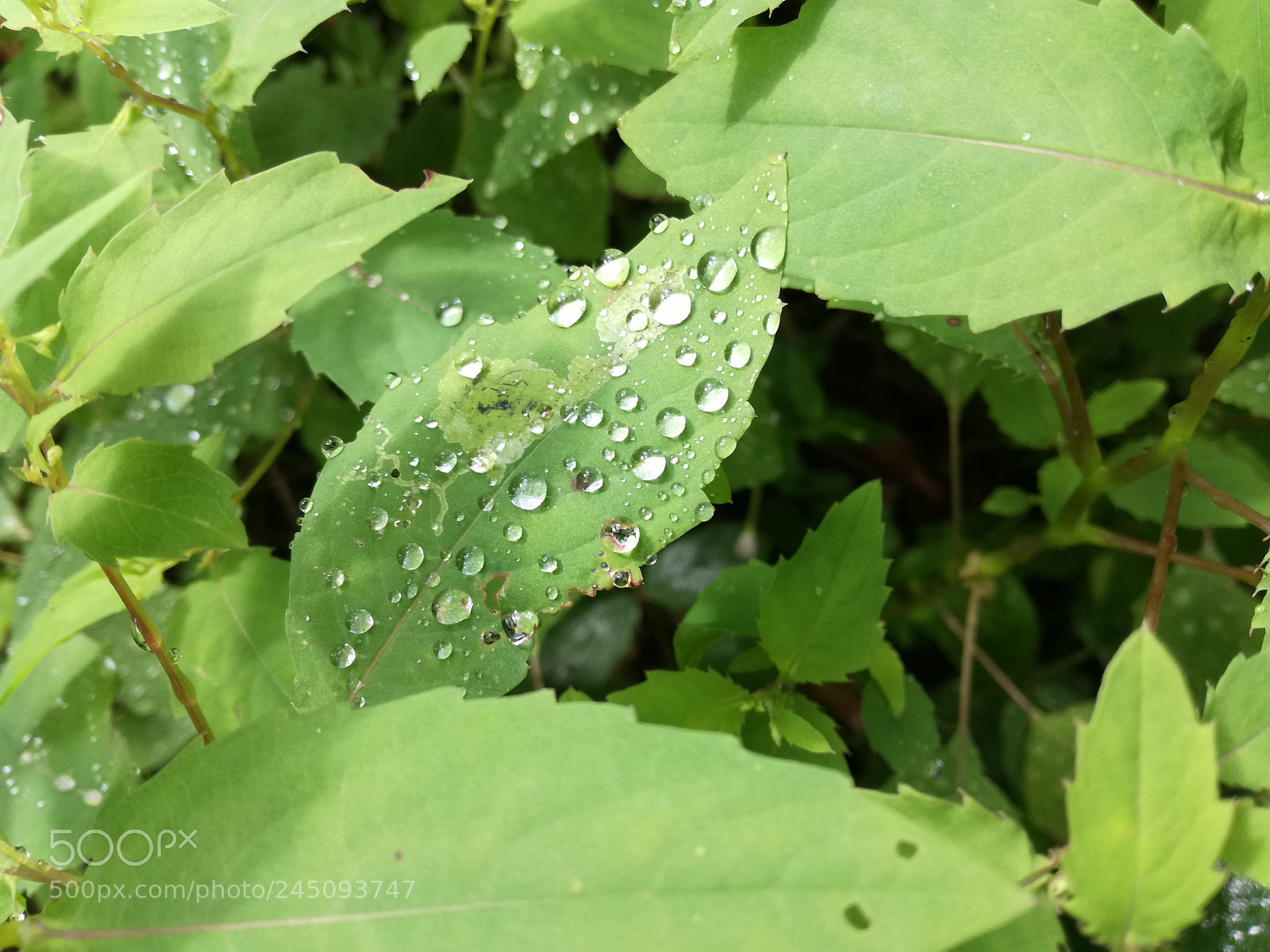 HUAWEI P9 LITE sample photo. Leaf photography