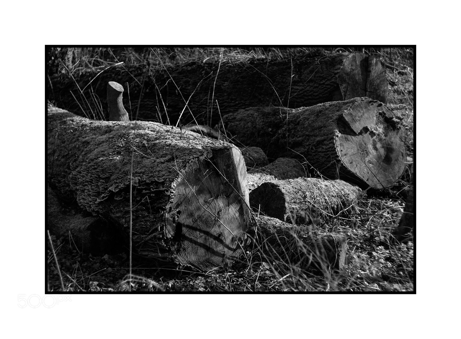 Fujifilm X-T1 sample photo. Fallen pits wood helios photography