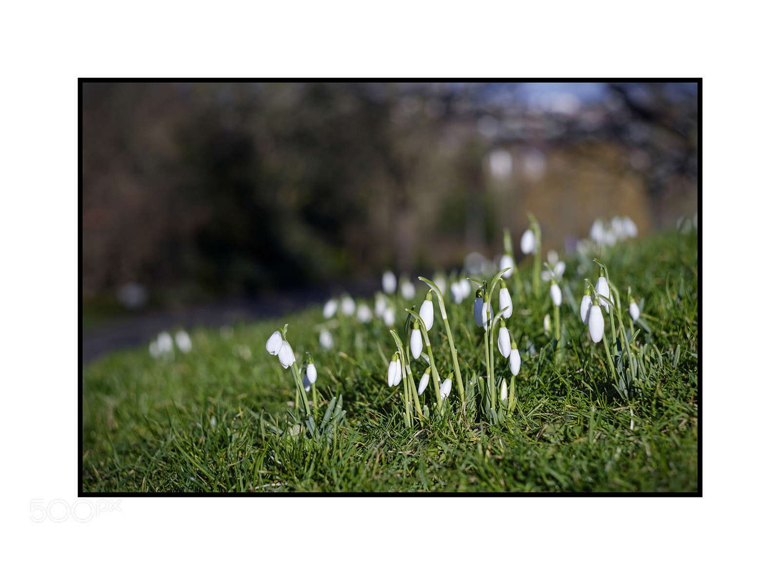 Fujifilm X-T1 sample photo. Snowdrop - fuji astia photography