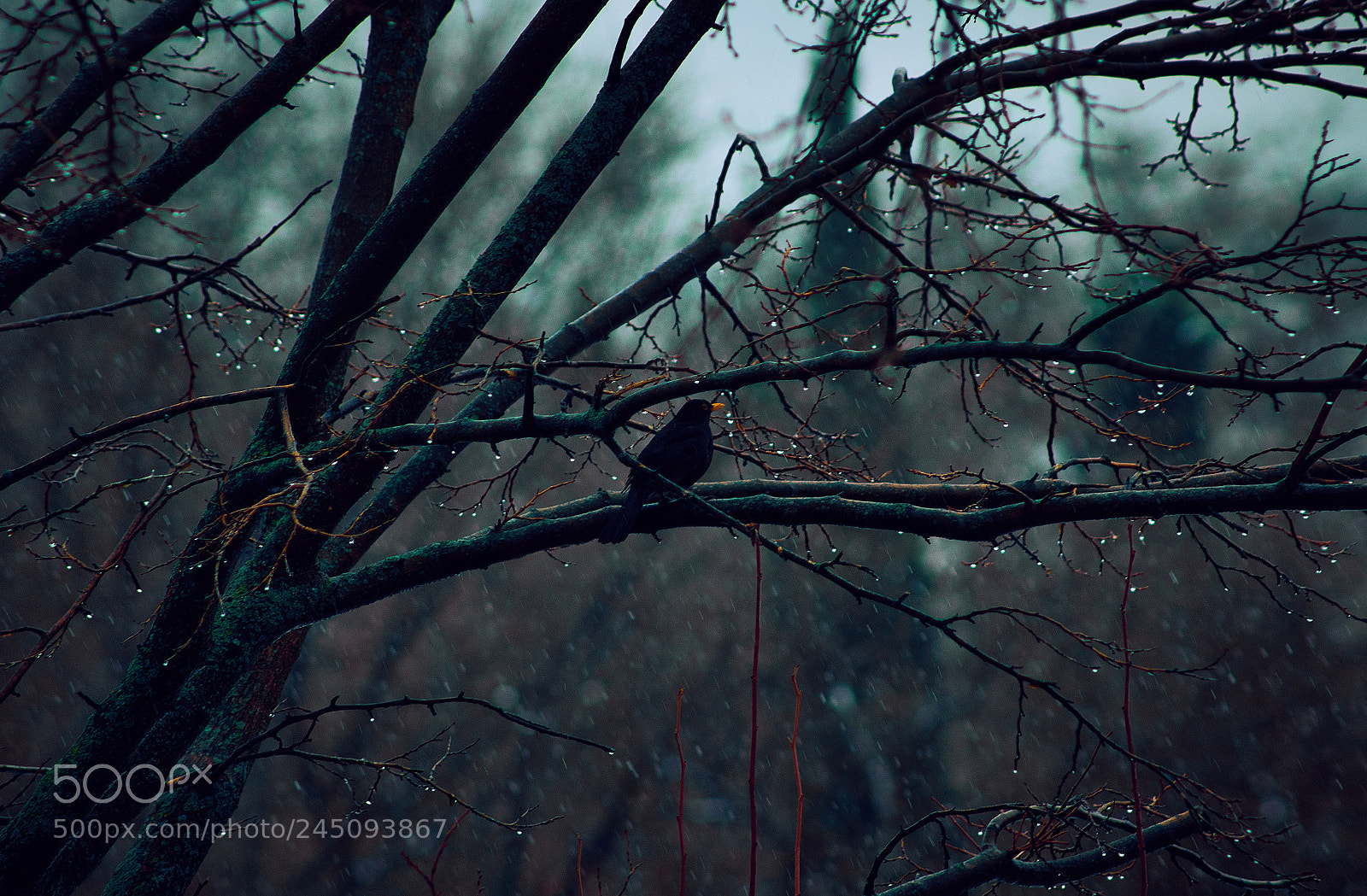 Sony Alpha DSLR-A290 sample photo. Untitled photography