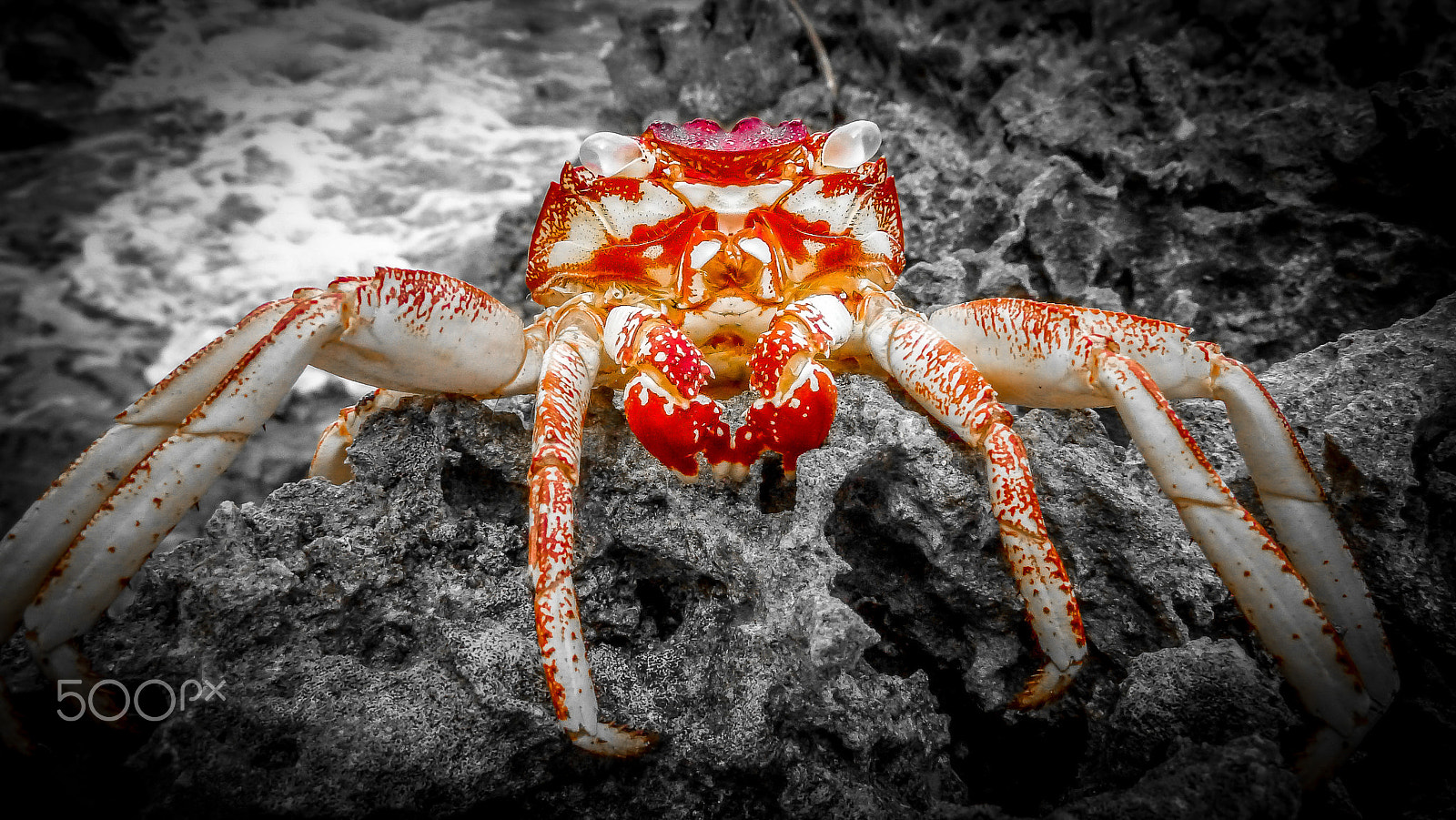 Panasonic Lumix DMC-ZS7 (Lumix DMC-TZ10) sample photo. Crab shell photography