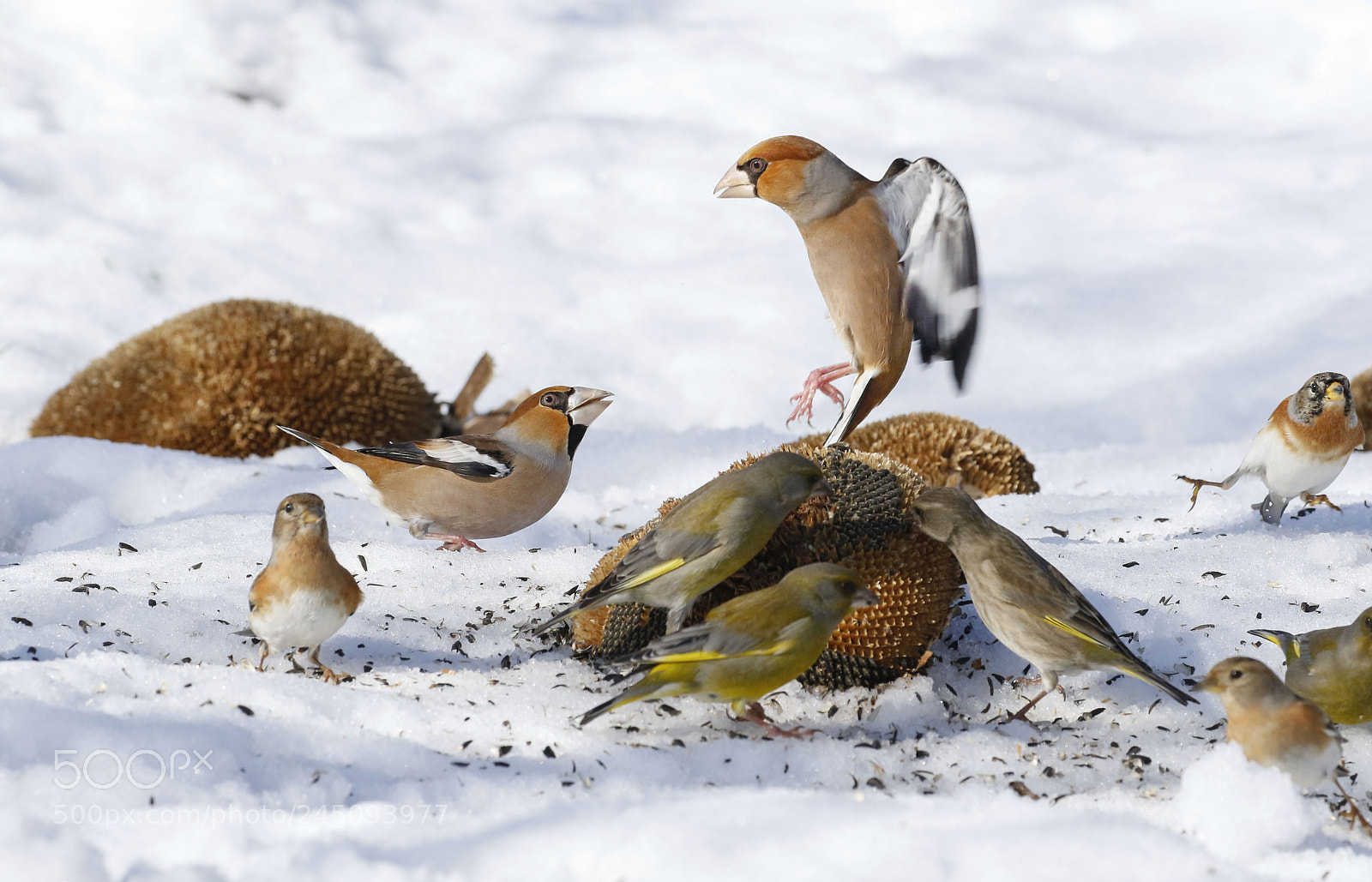 Canon EOS 7D Mark II sample photo. Hawinches on snow fight photography