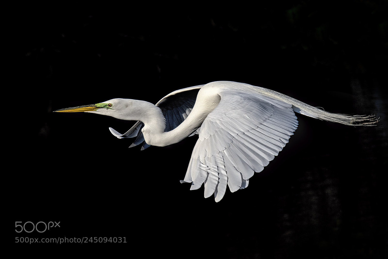 Nikon D810 sample photo. Great egret photography