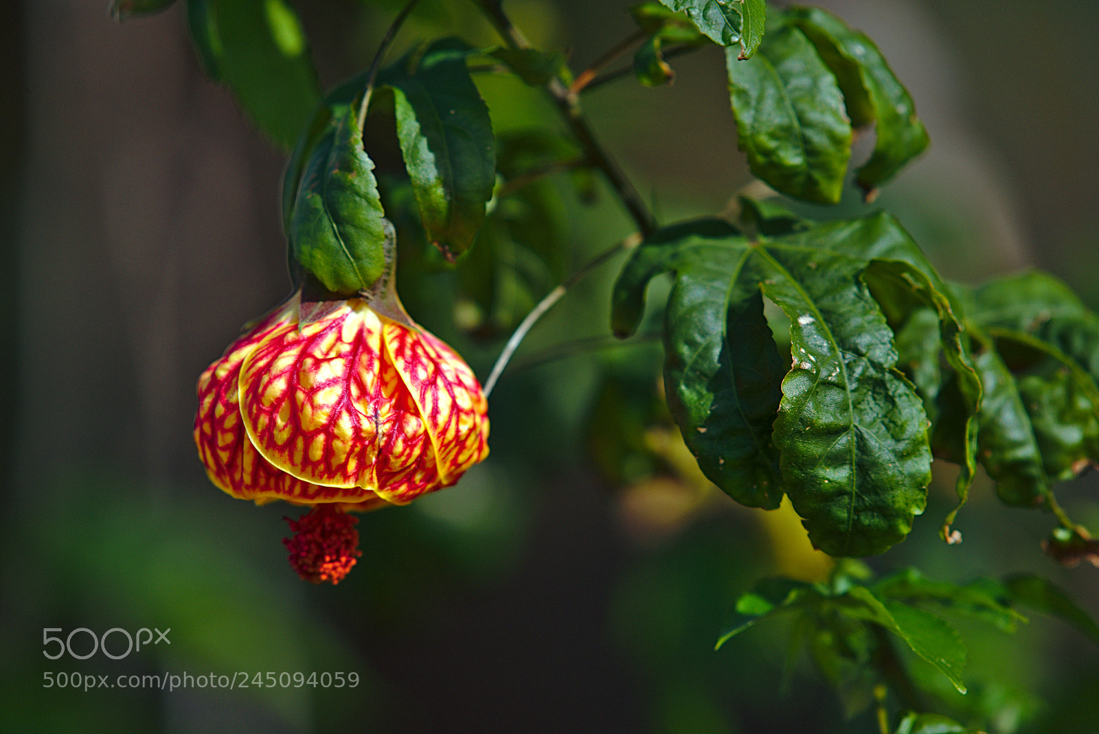 Nikon D810 sample photo. Chinese lantern / abutilon pictum photography