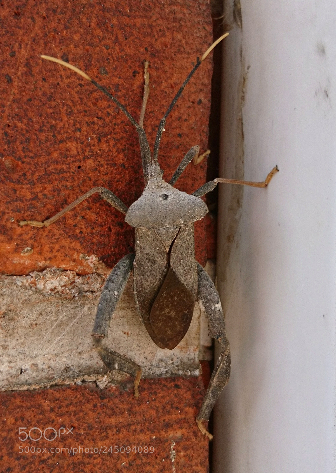 Sony Xperia X sample photo. Amazing bug photography
