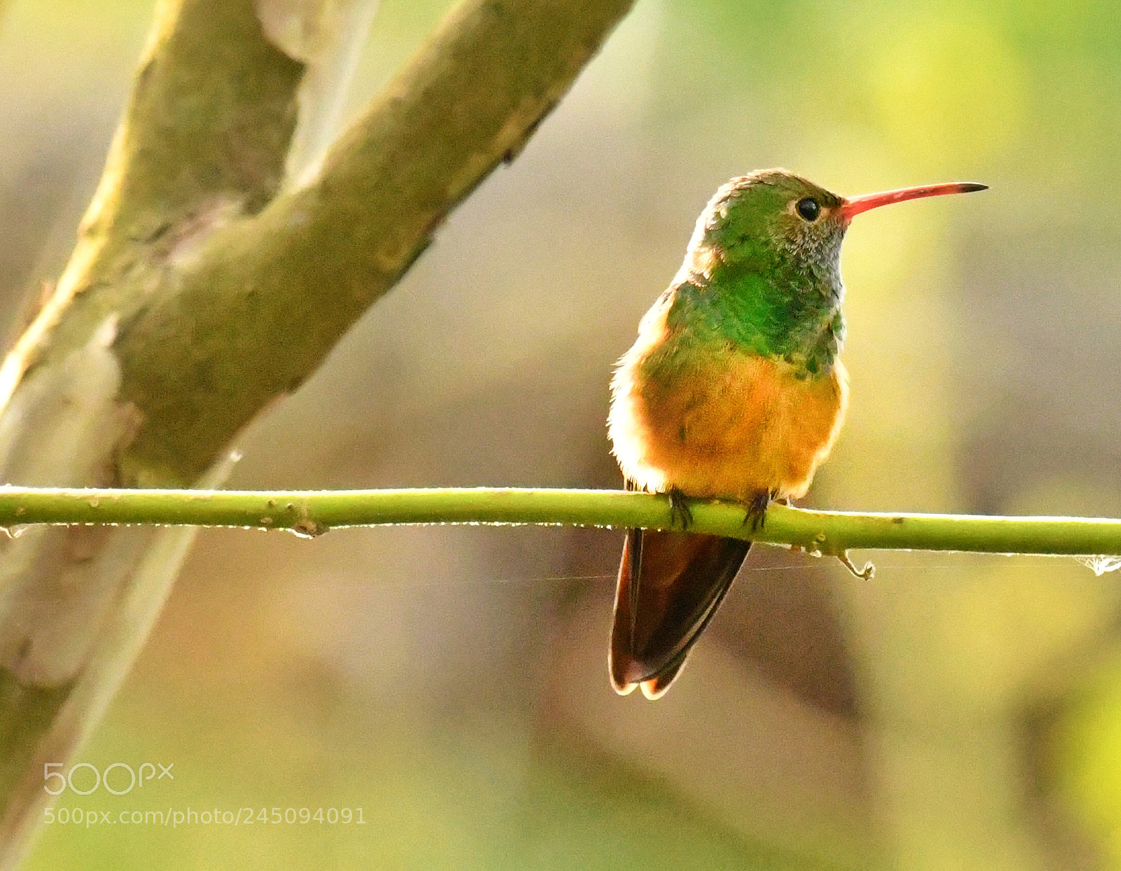 Nikon D500 sample photo. Buff bellied hummingbird photography