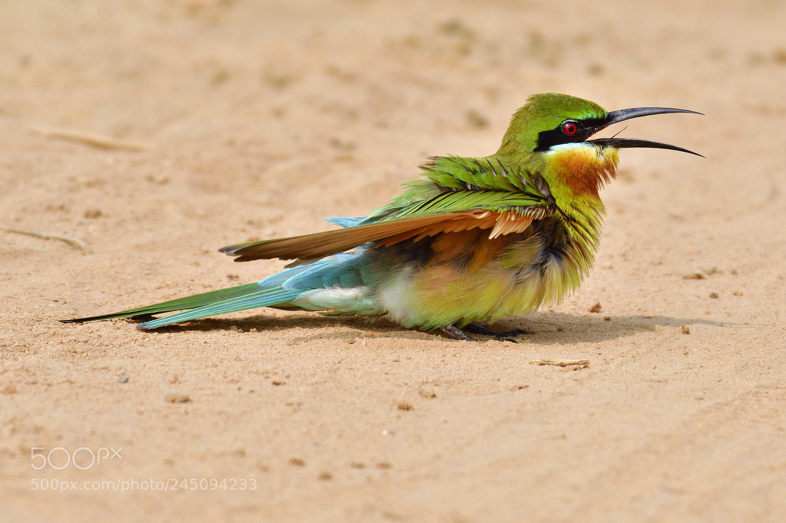 Nikon D500 sample photo. Blue-tailed bee eater photography
