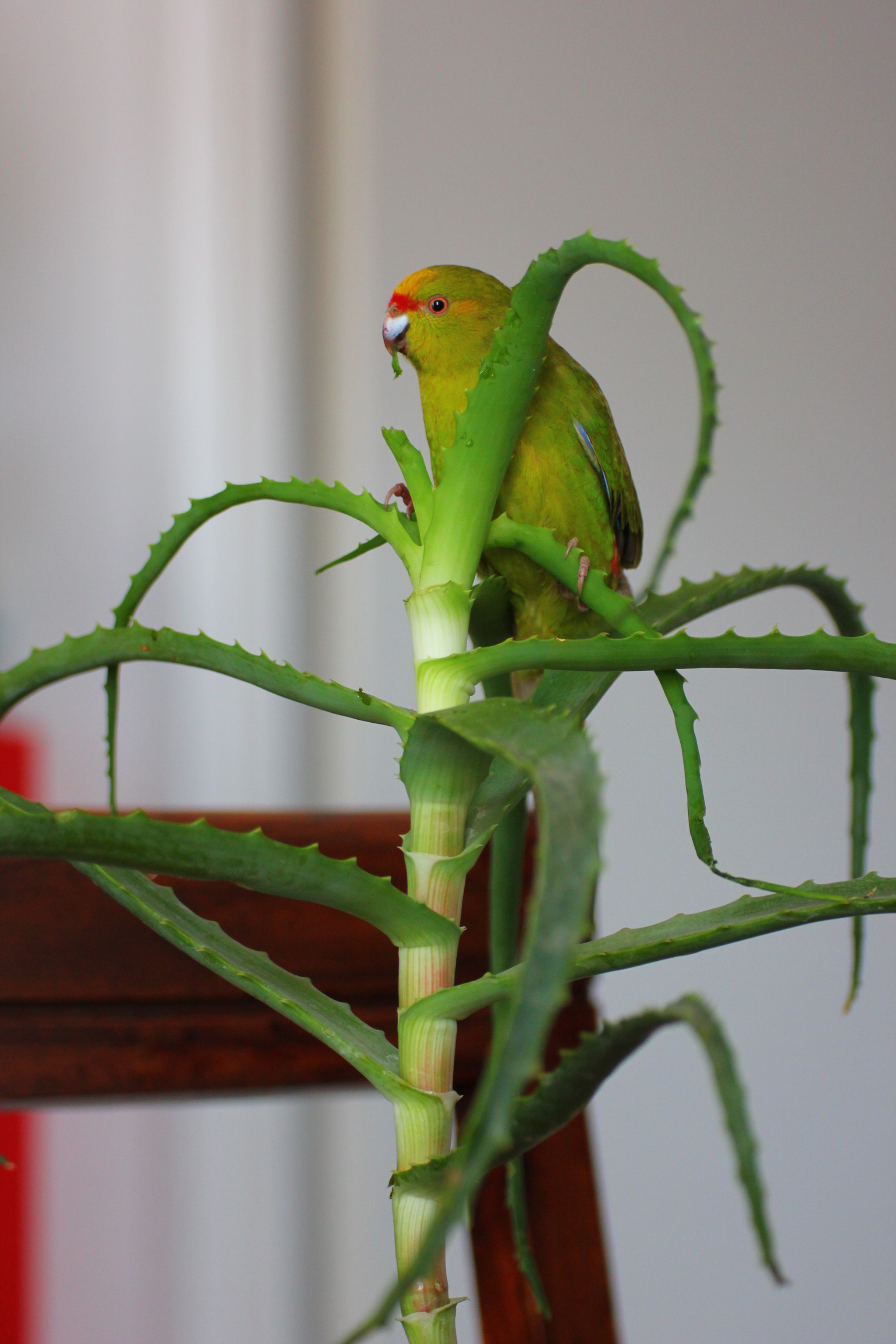 Canon EOS 550D (EOS Rebel T2i / EOS Kiss X4) sample photo. Cyanoramphus auriceps on aloe vera photography